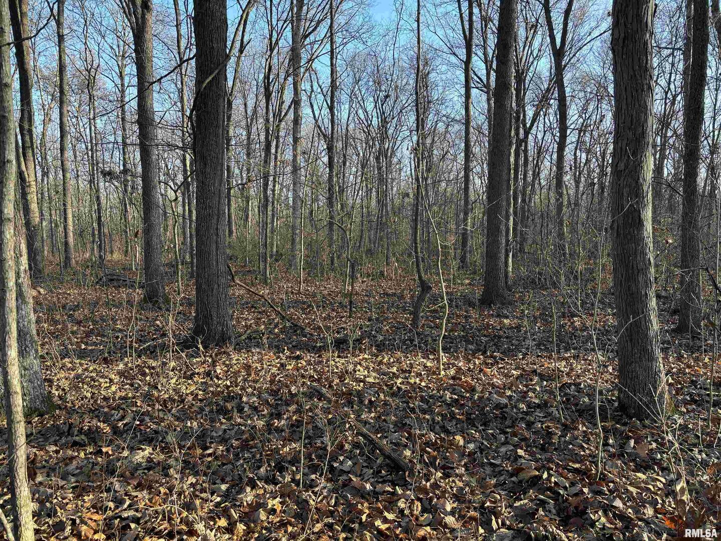 0 State Route 37 Kell, IL 62853 - Photo 8 of 9 a view of a forest