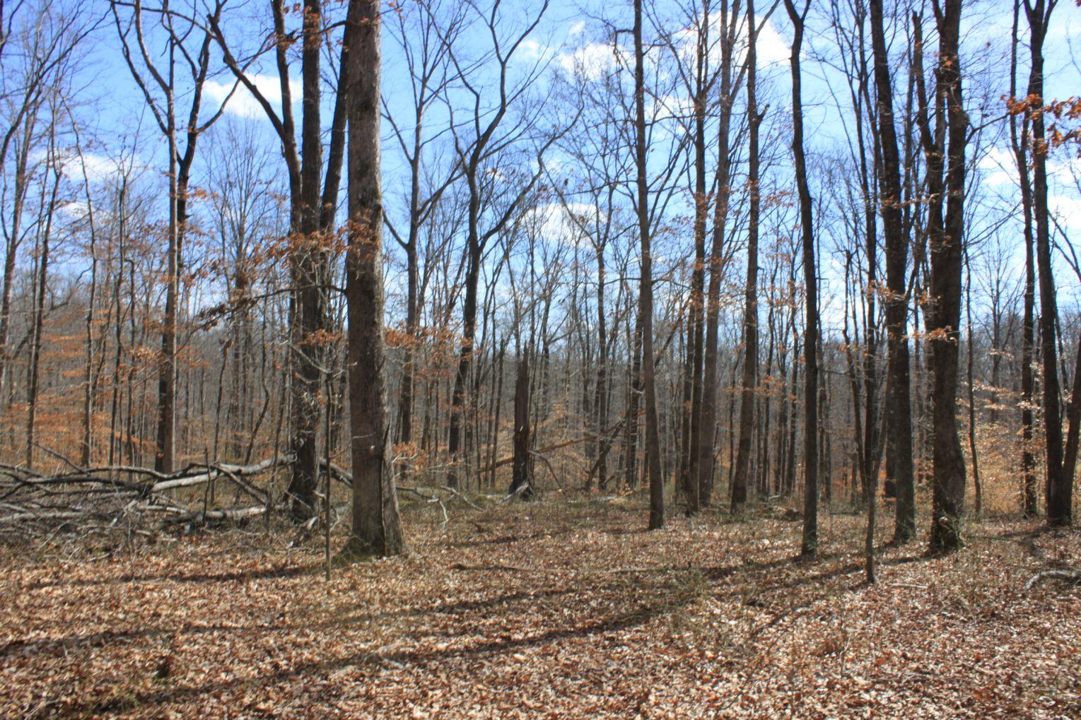 5800 Green Chapel Road Franklin, TN 37064 - Photo 1 of 21 Gallery Image 1