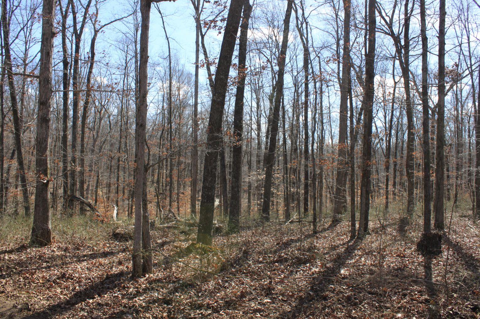 5800 Green Chapel Road Franklin, TN 37064 - Photo 6 of 21 Gallery Image 6