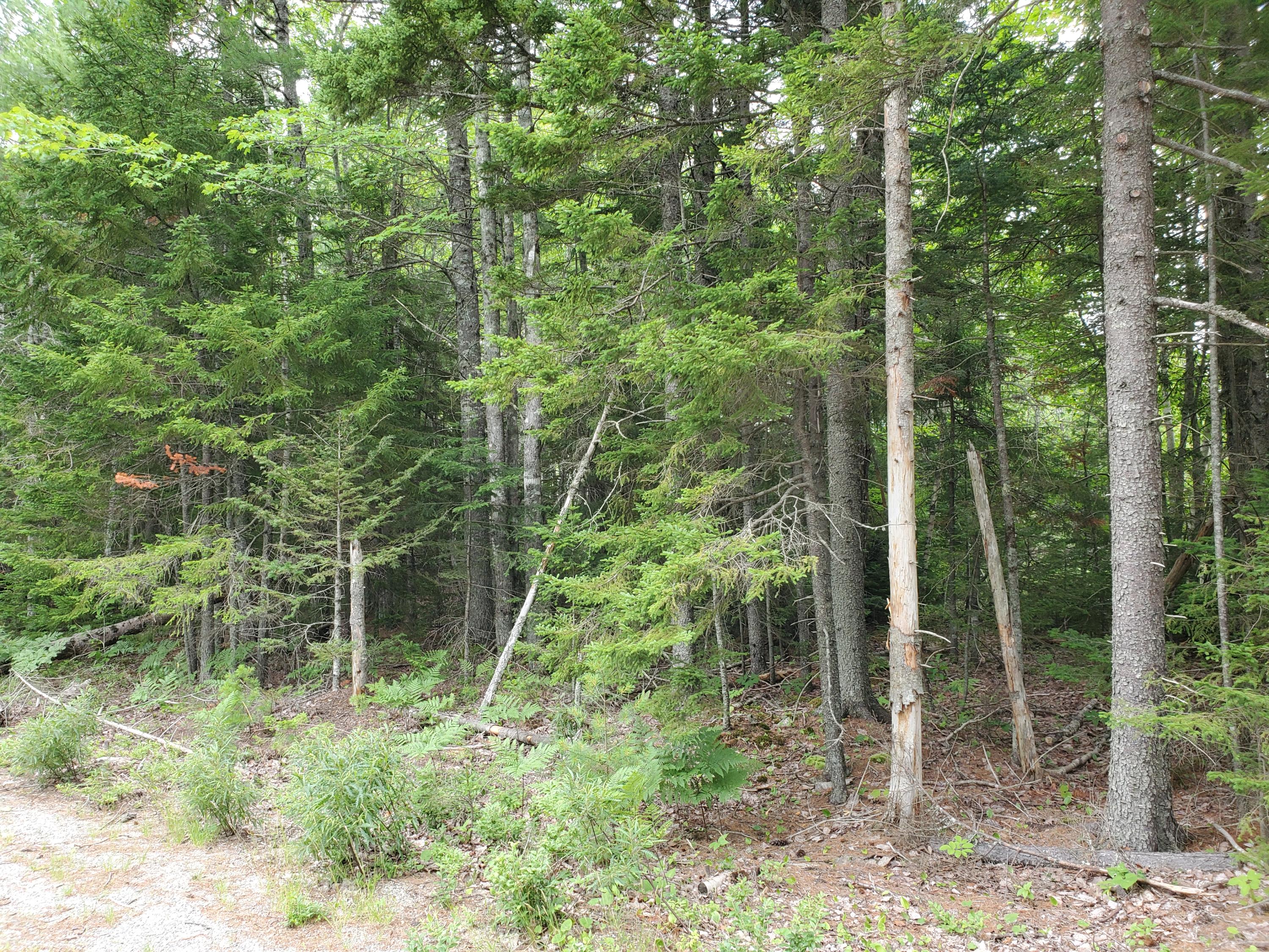 146 Walker Road Lamoine, ME 04605 - Photo 5 of 16 20210708_113918