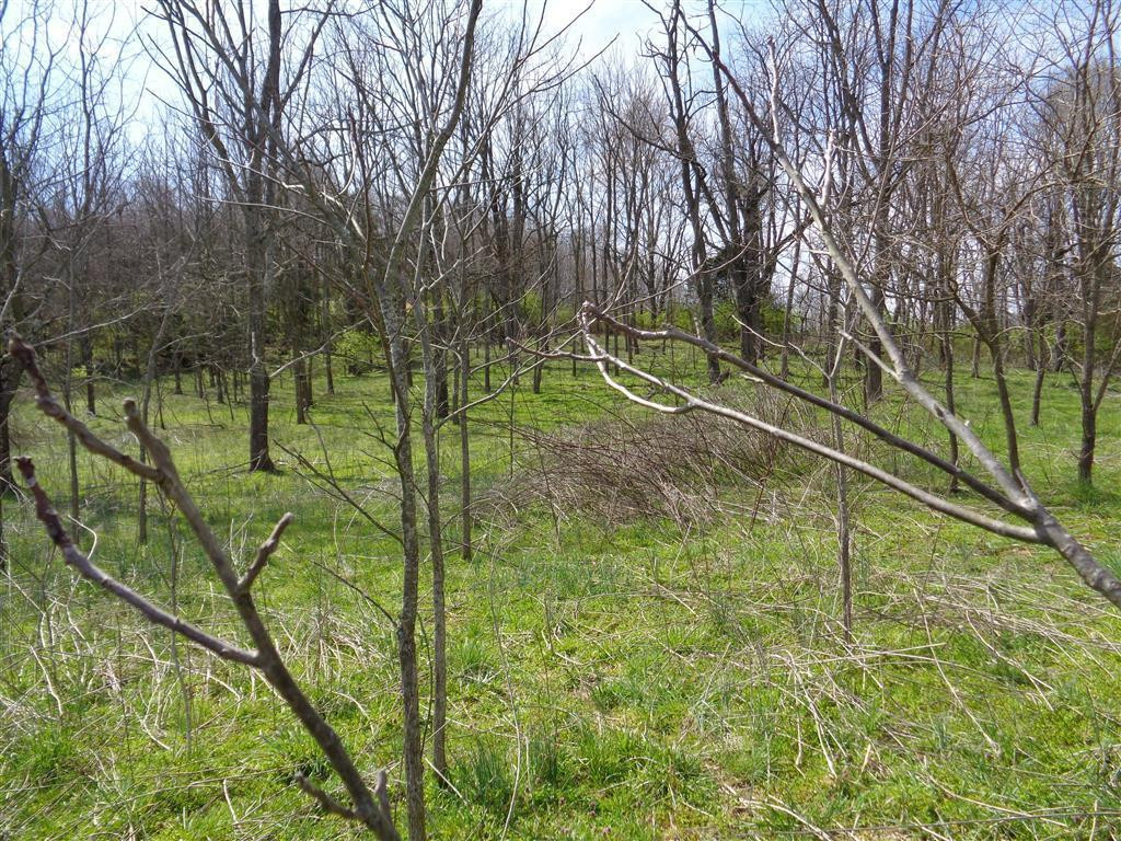 Tba Reedy Creek Road Bristol, VA 24202 - Photo 17 of 21 Panorama atop homesite knoll