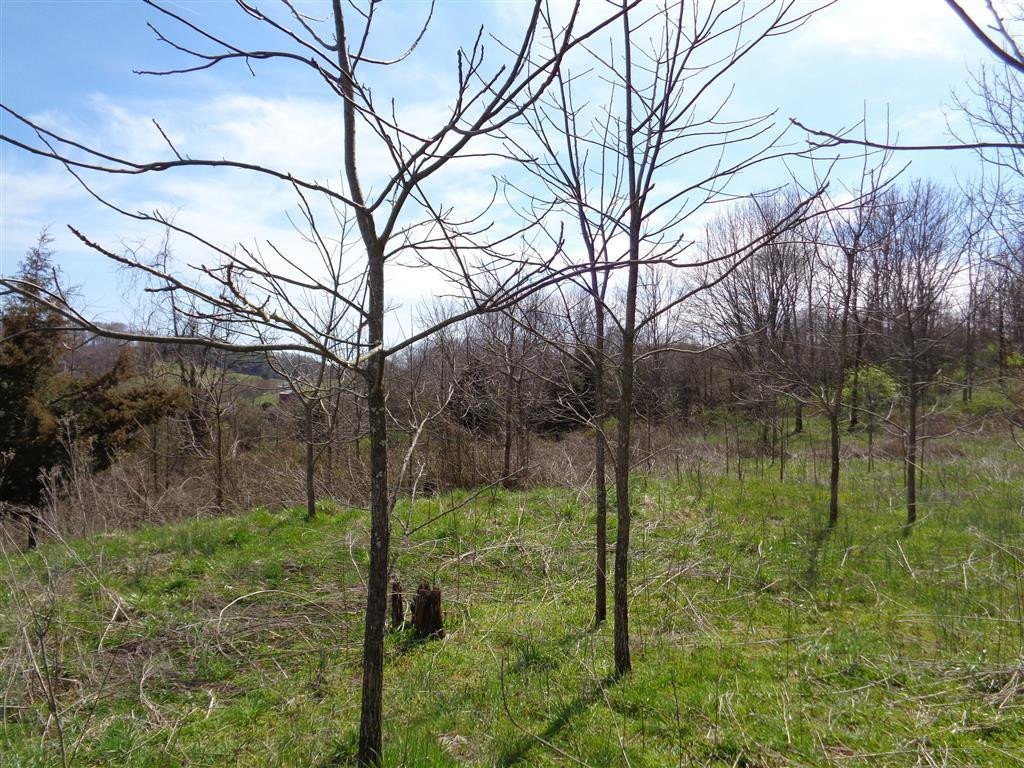 Tba Reedy Creek Road Bristol, VA 24202 - Photo 21 of 21 Photo 21