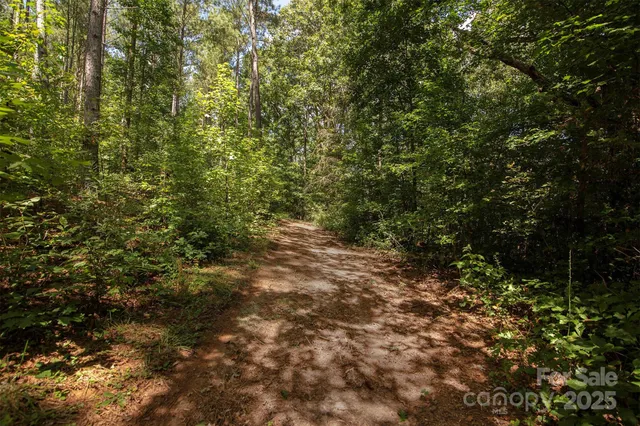 a view of a forest with lush green forest