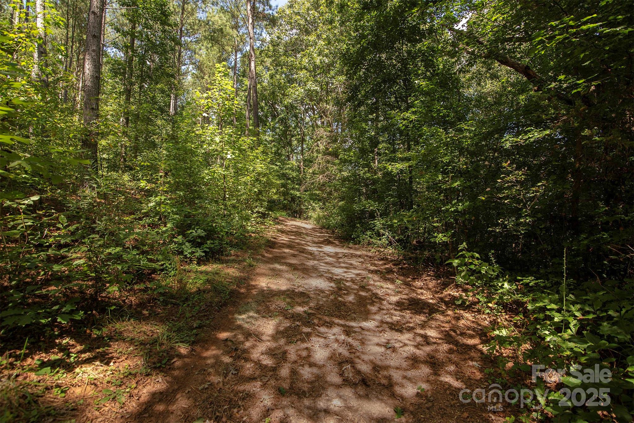 8430 Reeps Grove Church Road Vale, NC 28168 - Photo 41 of 42 a view of a forest with lush green forest