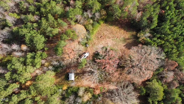 a close up of a tree