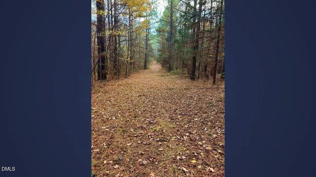 a view of a yard with trees