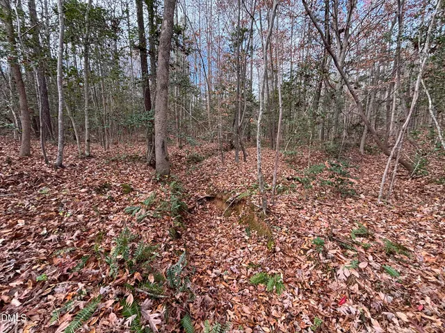 a view of a forest with trees