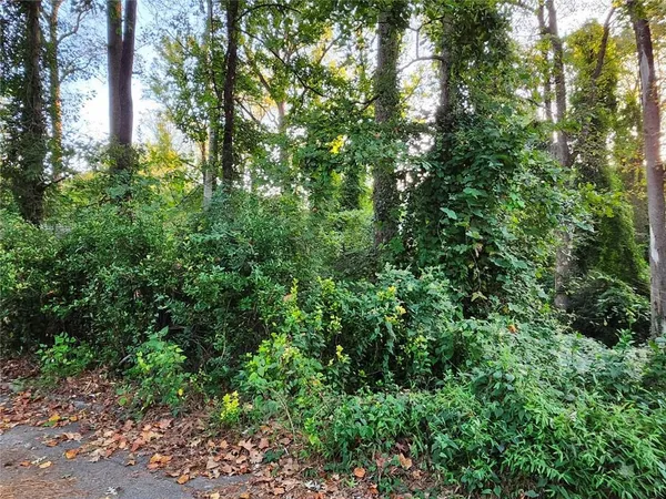 a view of a forest with lots of trees