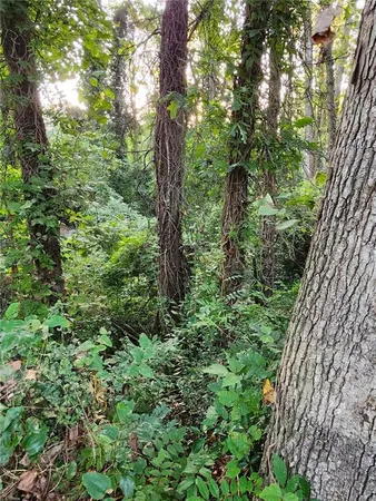 a view of a lush green forest