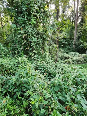 a view of a lush green forest