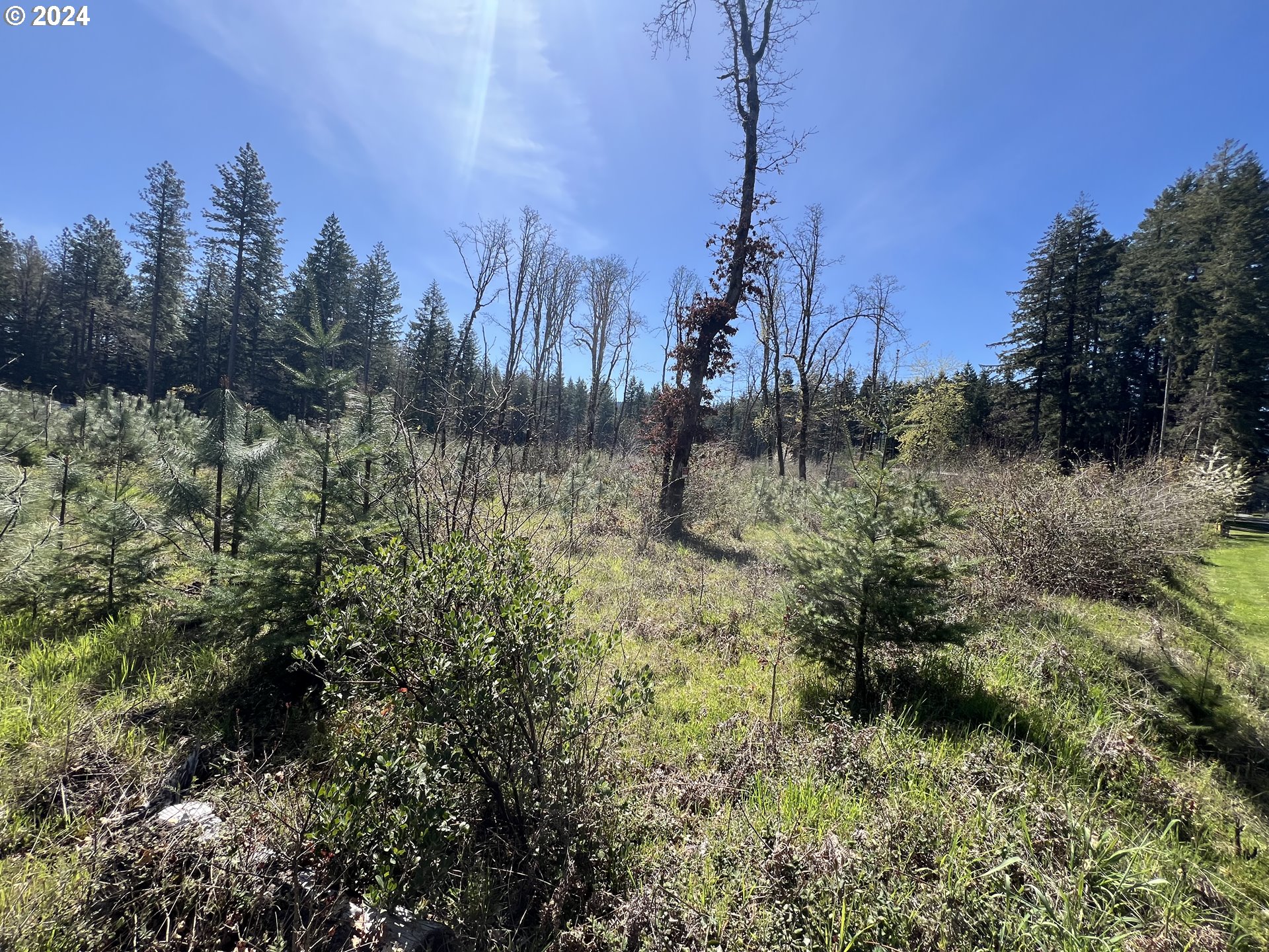 23650 Suttle Road Veneta, OR 97487 - Photo 4 of 5 a view of a covered with trees