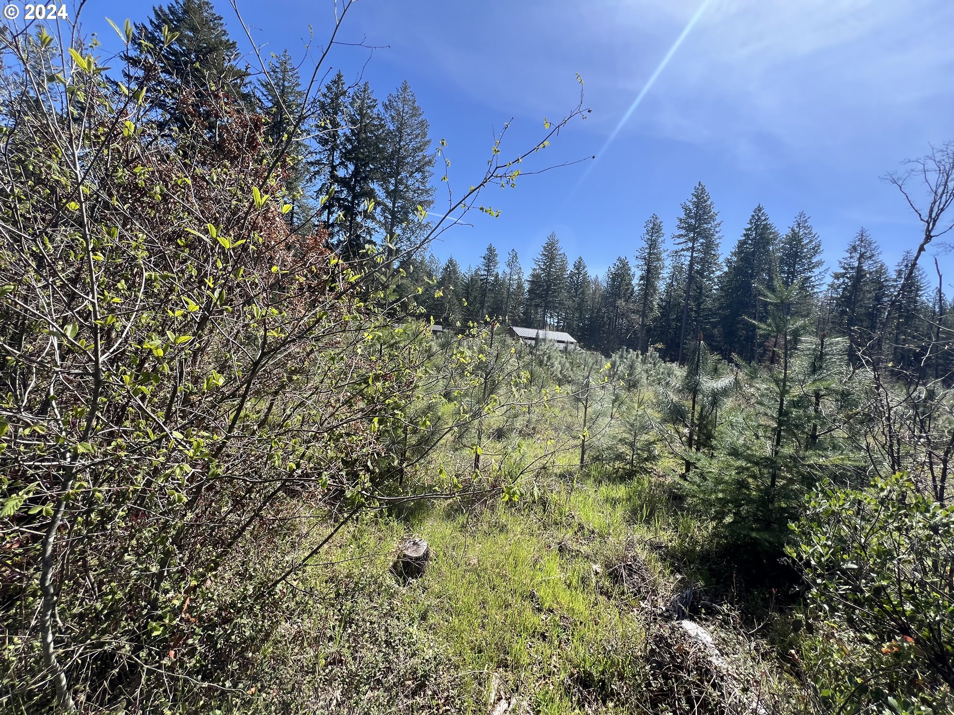 23650 Suttle Road Veneta, OR 97487 - Photo 5 of 5 a view of a forest with a tree
