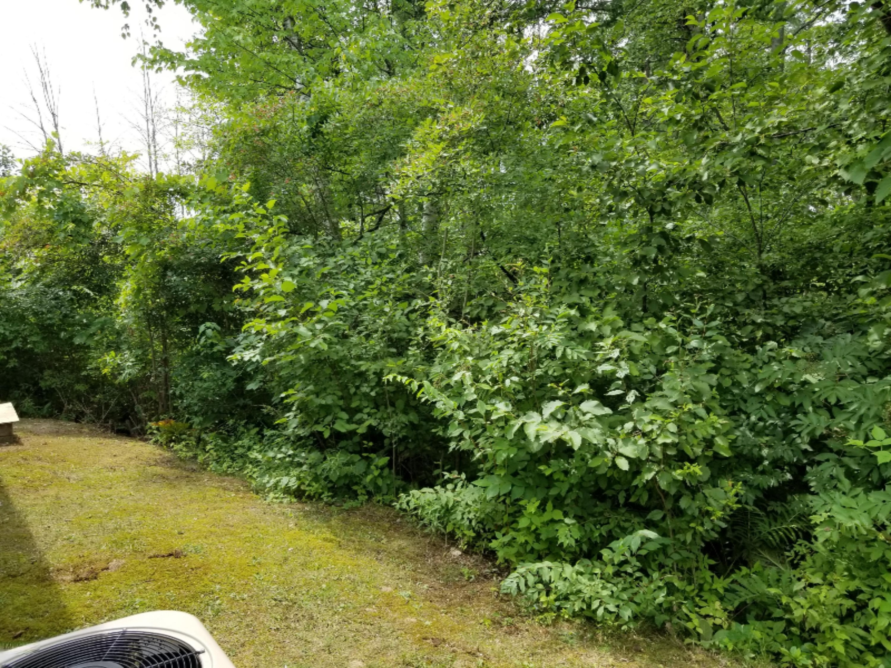 734 Hemingway Drive Stanton, MI 48888 - Photo 17 of 64 Tree lined yard