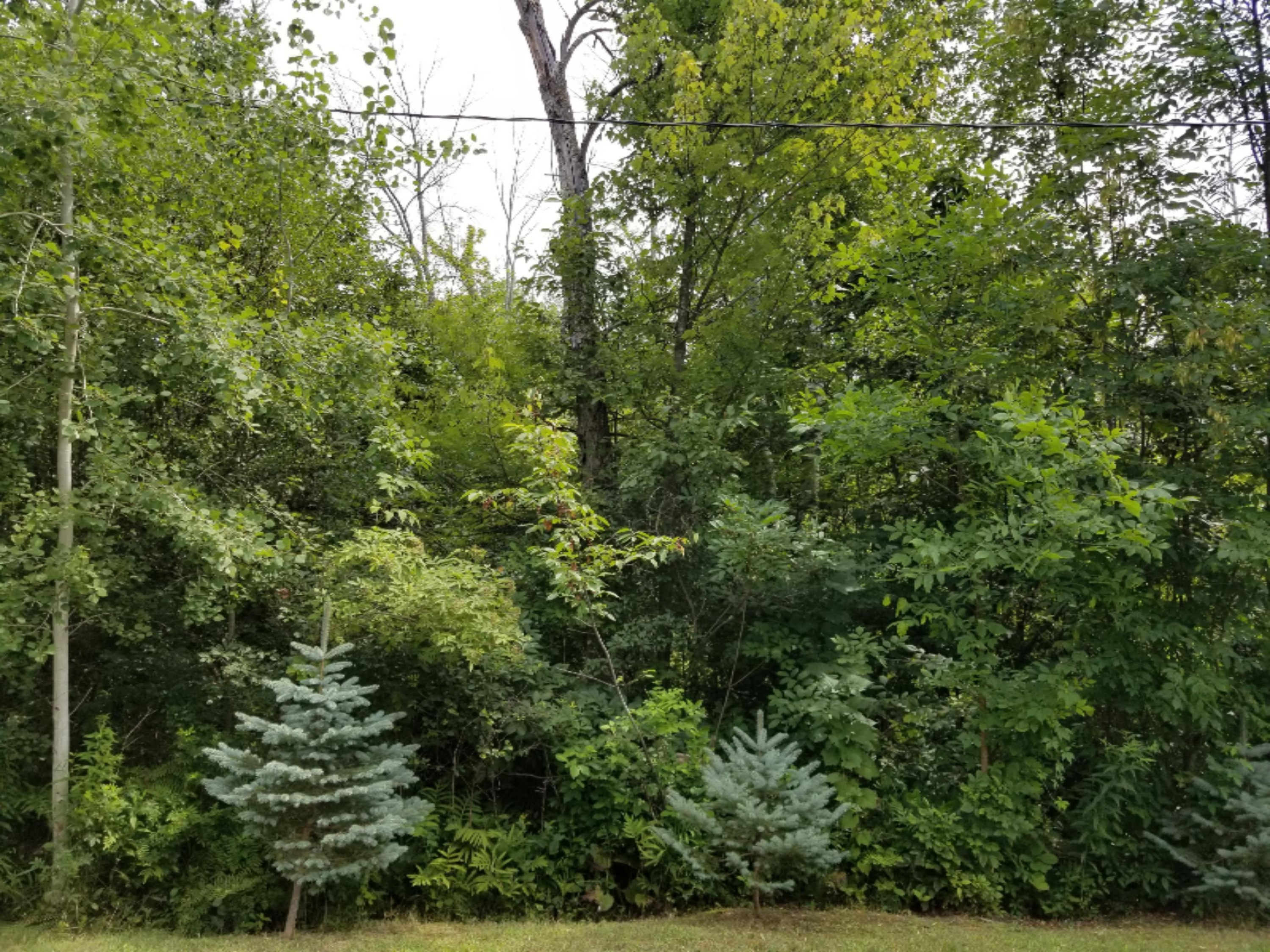 734 Hemingway Drive Stanton, MI 48888 - Photo 18 of 64 2 extra lots.