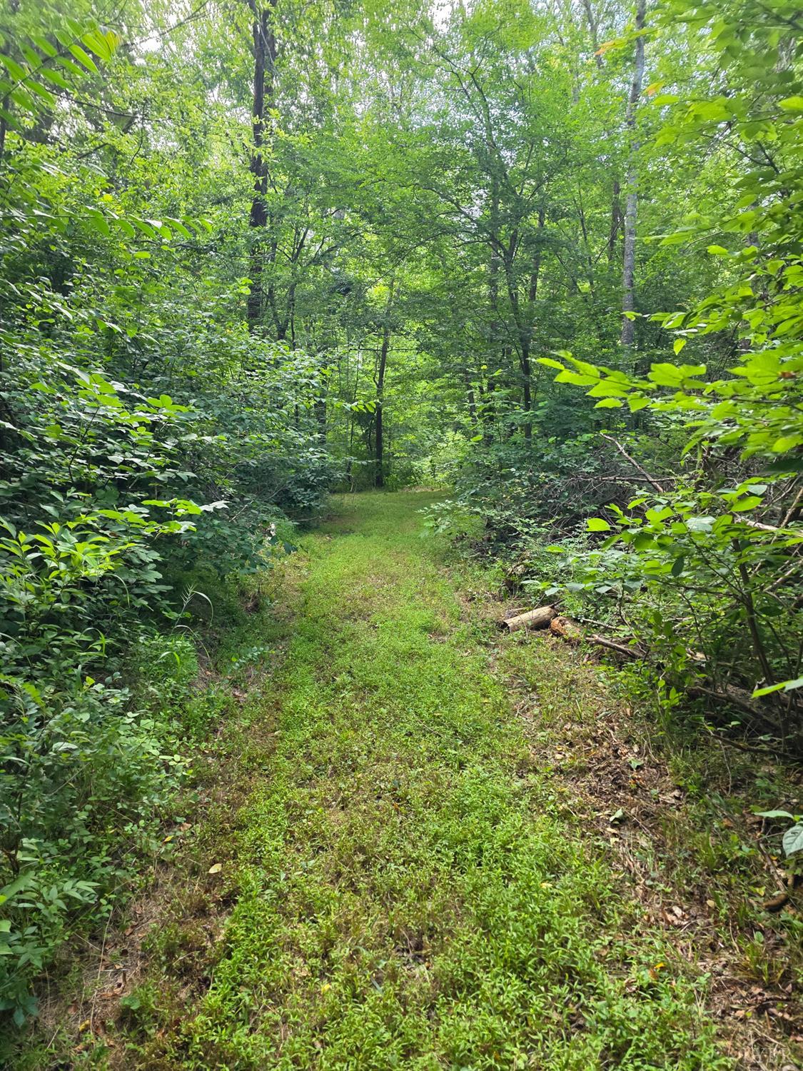 1408 Coleman Mountain Road Appomattox, VA 24522 - Photo 70 of 85 a view of a green field with lots of bushes