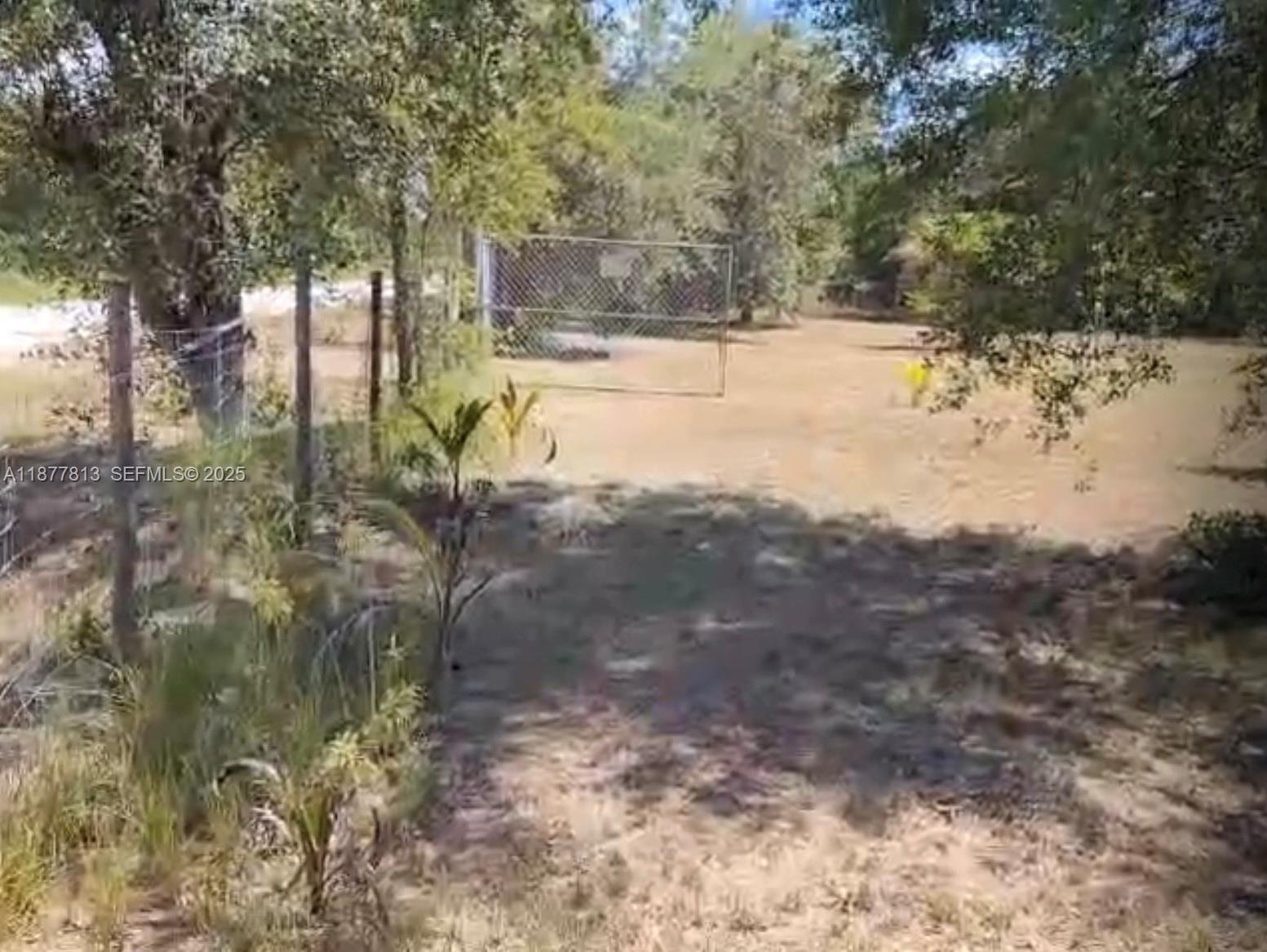320 South Trebol Street Clewiston, FL 33440 - Photo 20 of 20 a view of a yard with large trees