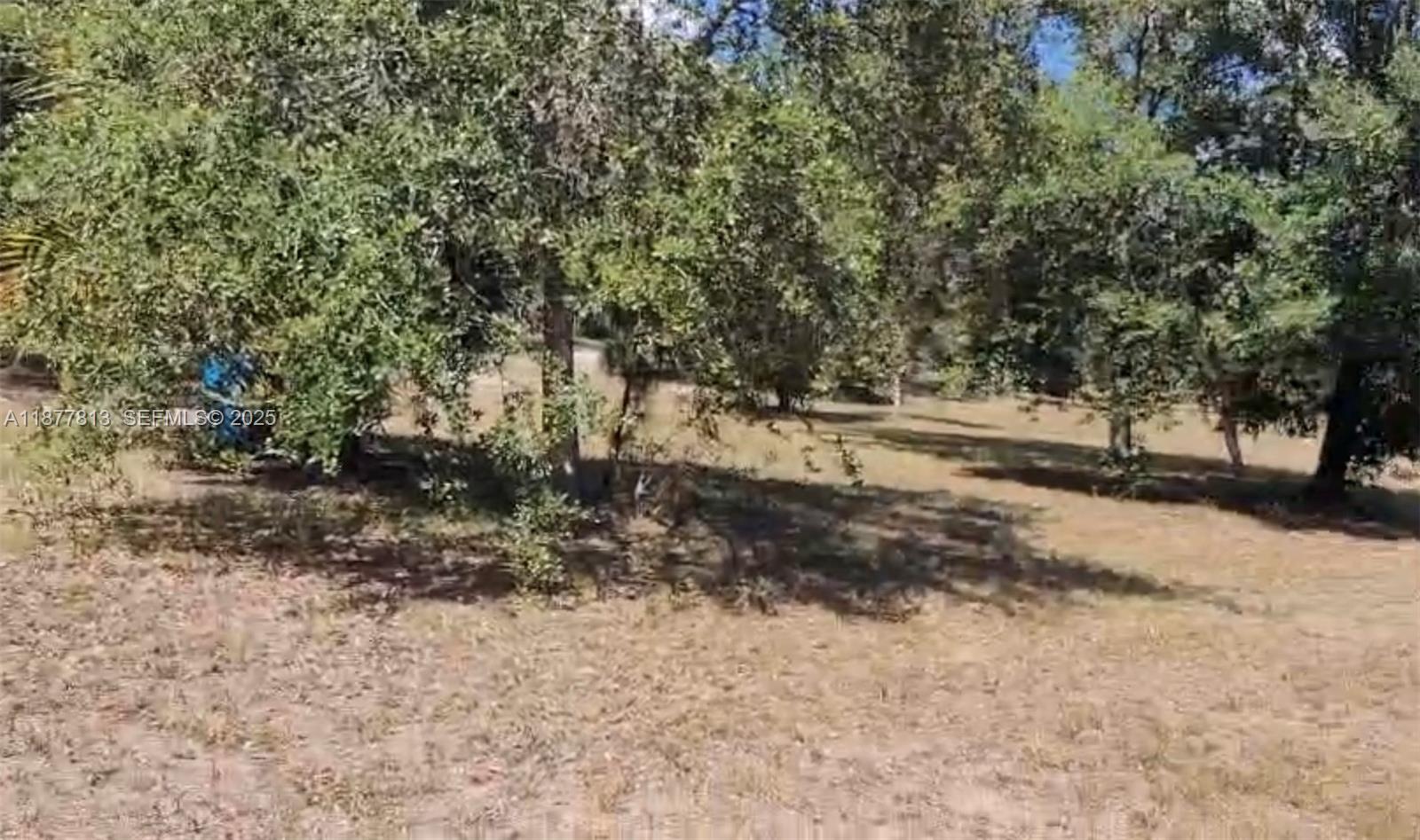 320 South Trebol Street Clewiston, FL 33440 - Photo 4 of 20 a view of dirt yard with a tree