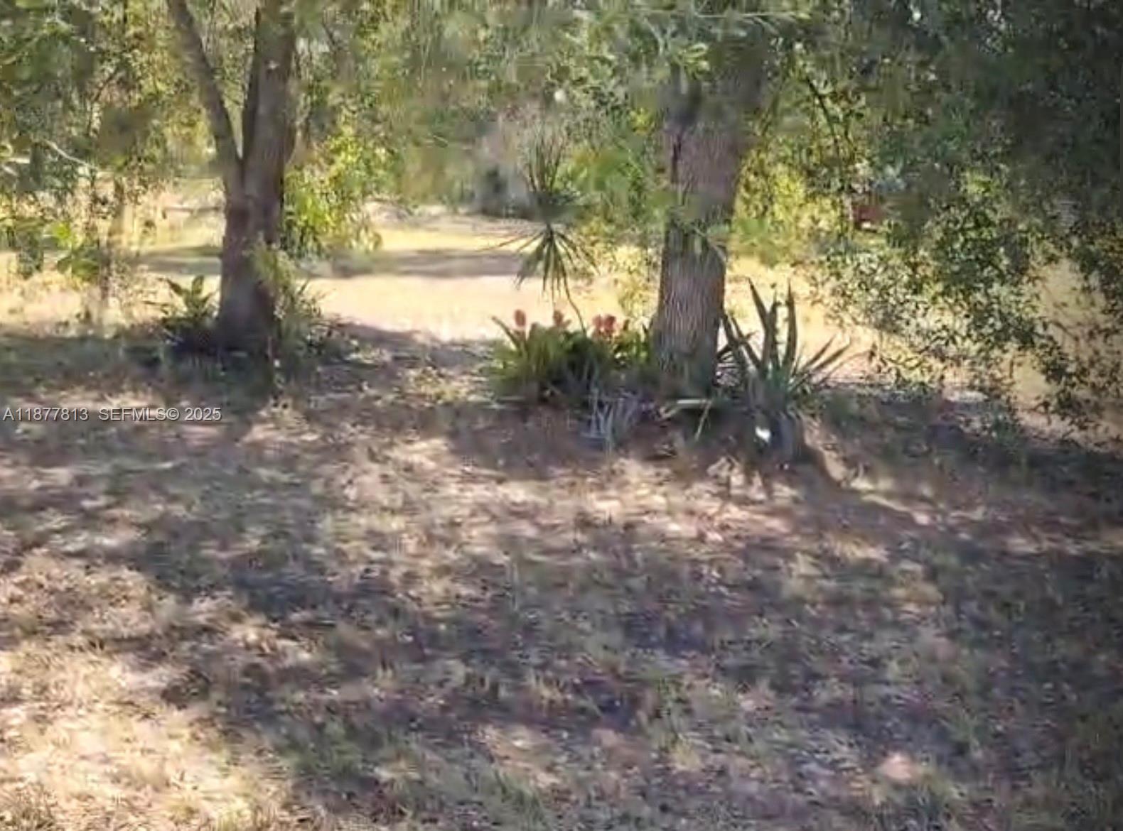 320 South Trebol Street Clewiston, FL 33440 - Photo 8 of 20 a view of a tree in a yard