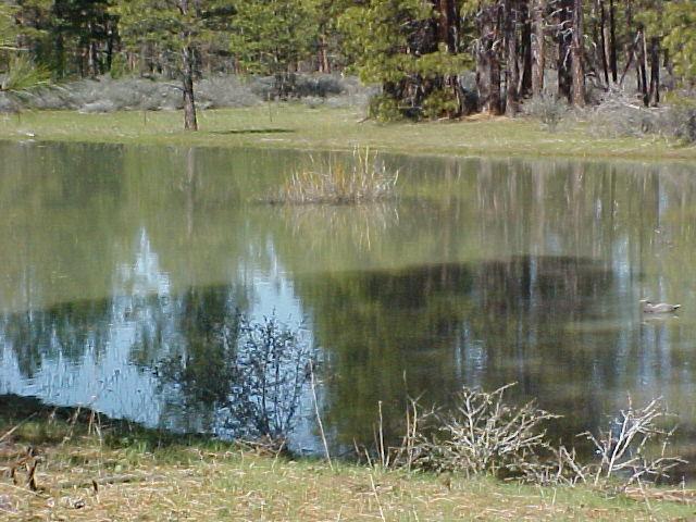 39900 Hawkins Mill Road Fall River Mills, CA 96028 - Photo 4 of 6 Pond