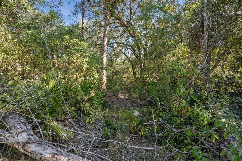Faye Street Apopka, FL 32712 - Photo 17 of 19 a view of a house with a tree