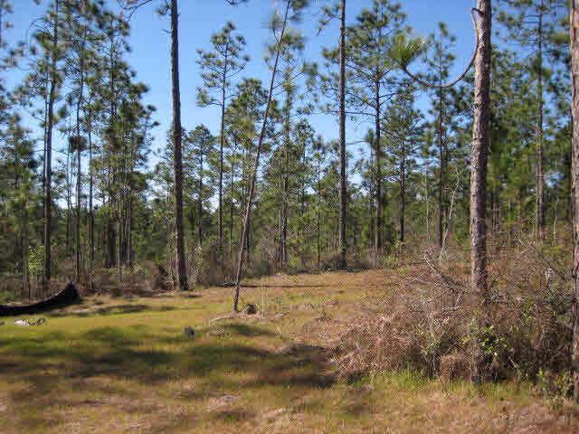 33733 Rutland Lane Daphne, AL 36527 - Photo 10 of 26 Lots of trees