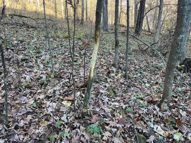 $1,099,000 | Xxx East Twin Ridge Road, Houston, MN 55943