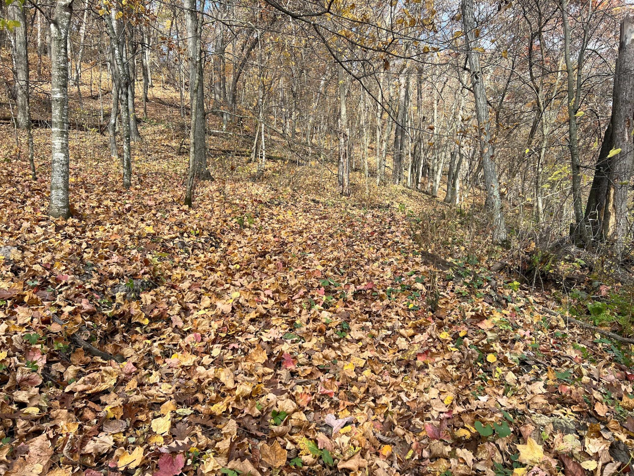 Xxx East Twin Ridge Road Houston, MN 55943 - Photo 41 of 94