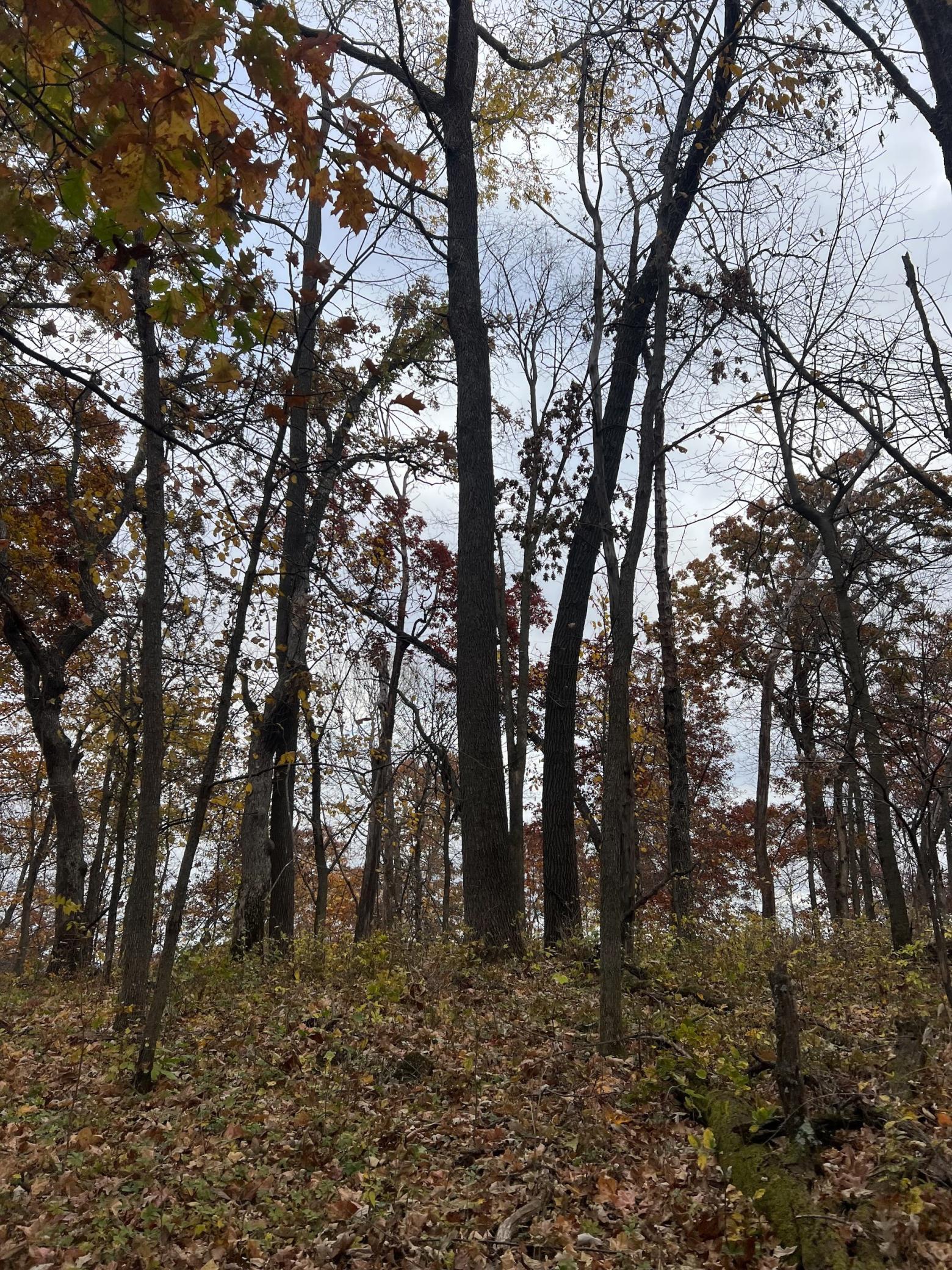 Xxx East Twin Ridge Road Houston, MN 55943 - Photo 54 of 94