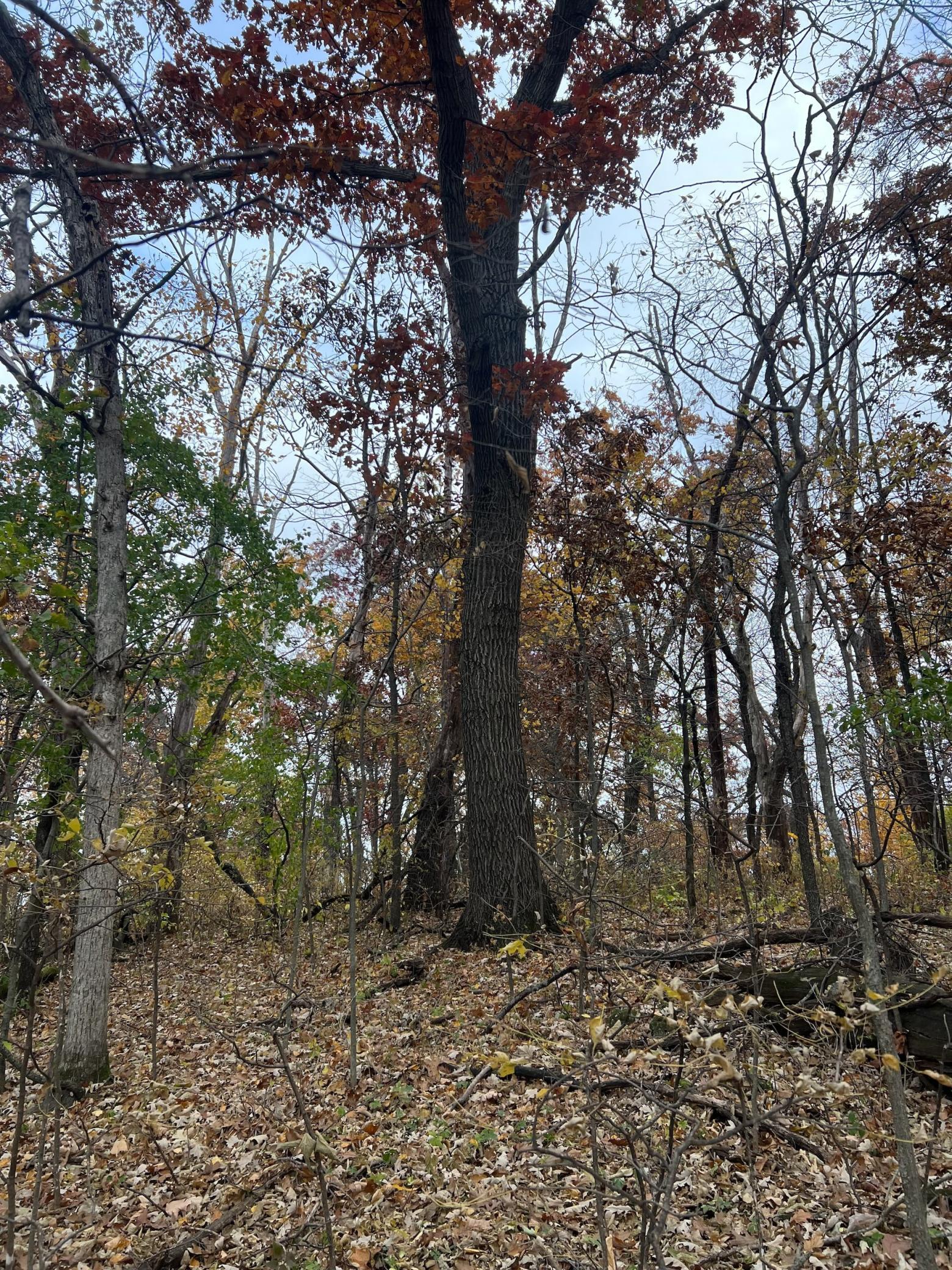 Xxx East Twin Ridge Road Houston, MN 55943 - Photo 56 of 94