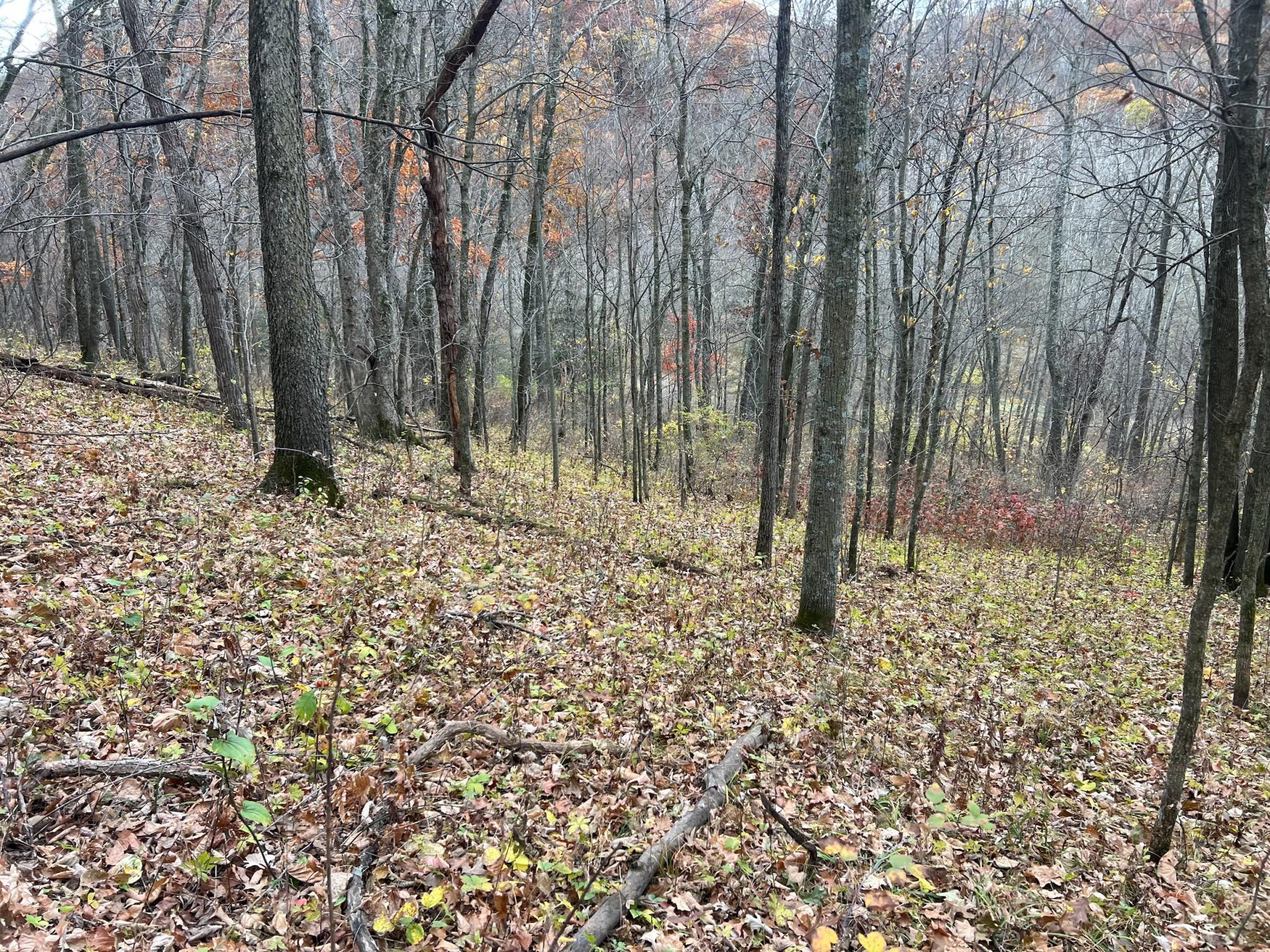 Xxx East Twin Ridge Road Houston, MN 55943 - Photo 58 of 94