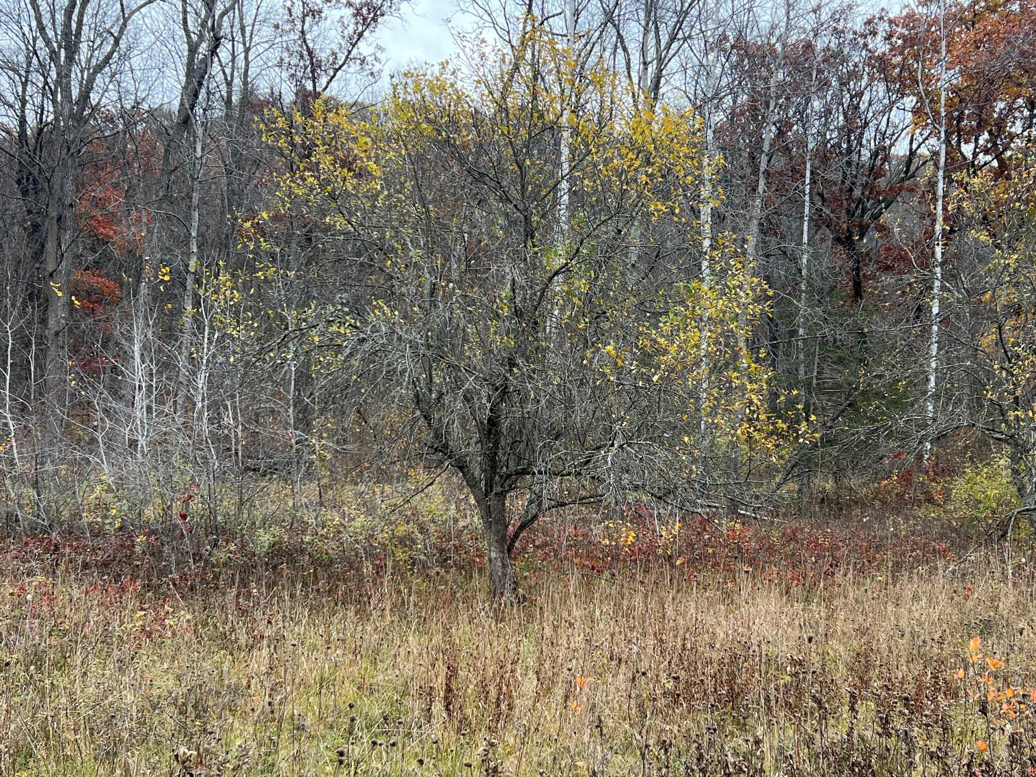 Xxx East Twin Ridge Road Houston, MN 55943 - Photo 60 of 94