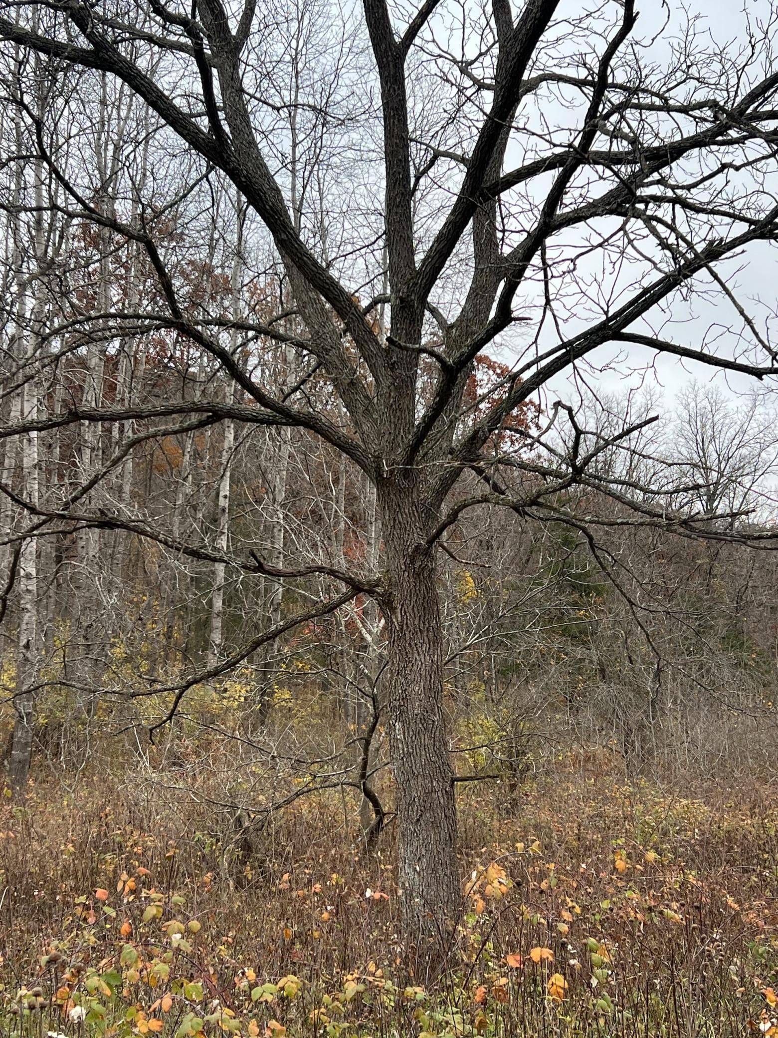 Xxx East Twin Ridge Road Houston, MN 55943 - Photo 61 of 94