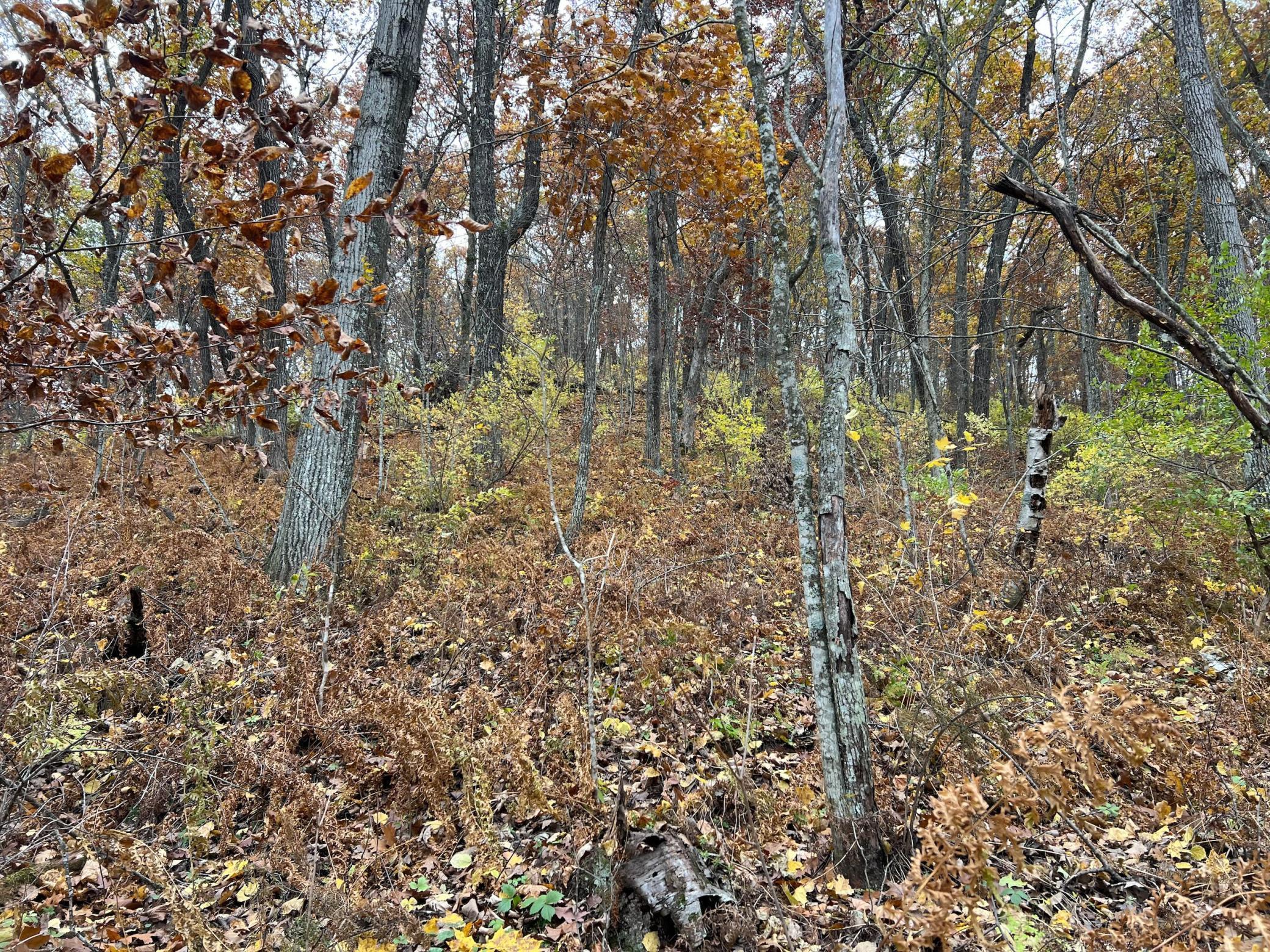 Xxx East Twin Ridge Road Houston, MN 55943 - Photo 63 of 94