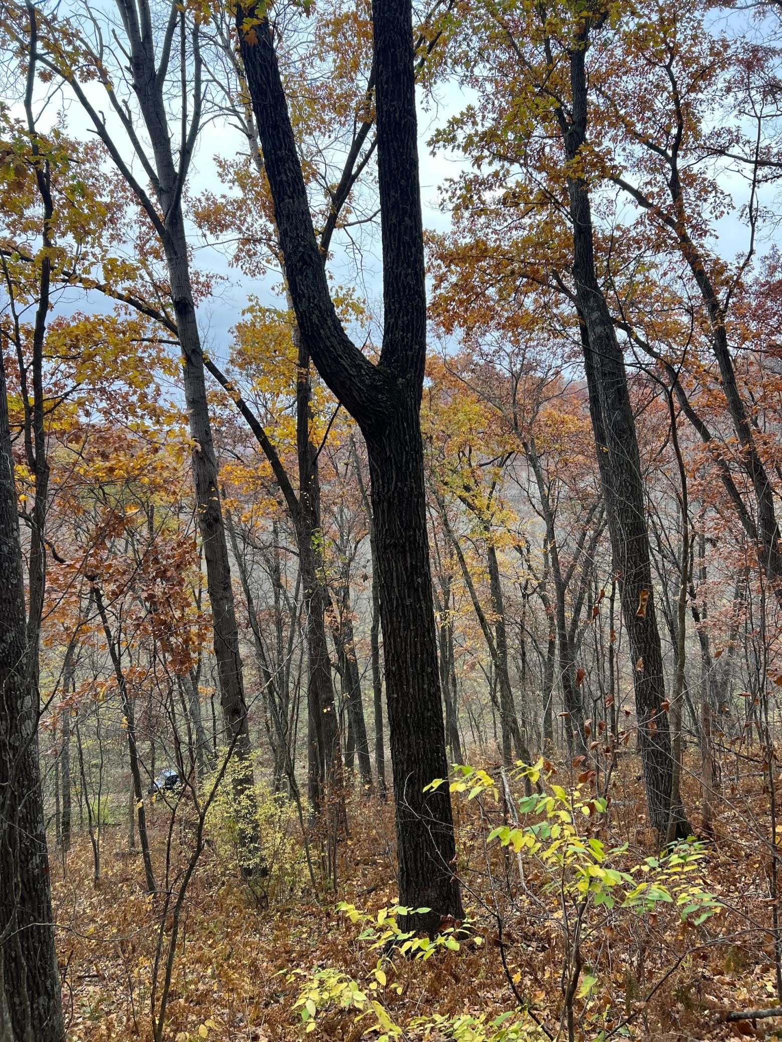 Xxx East Twin Ridge Road Houston, MN 55943 - Photo 64 of 94