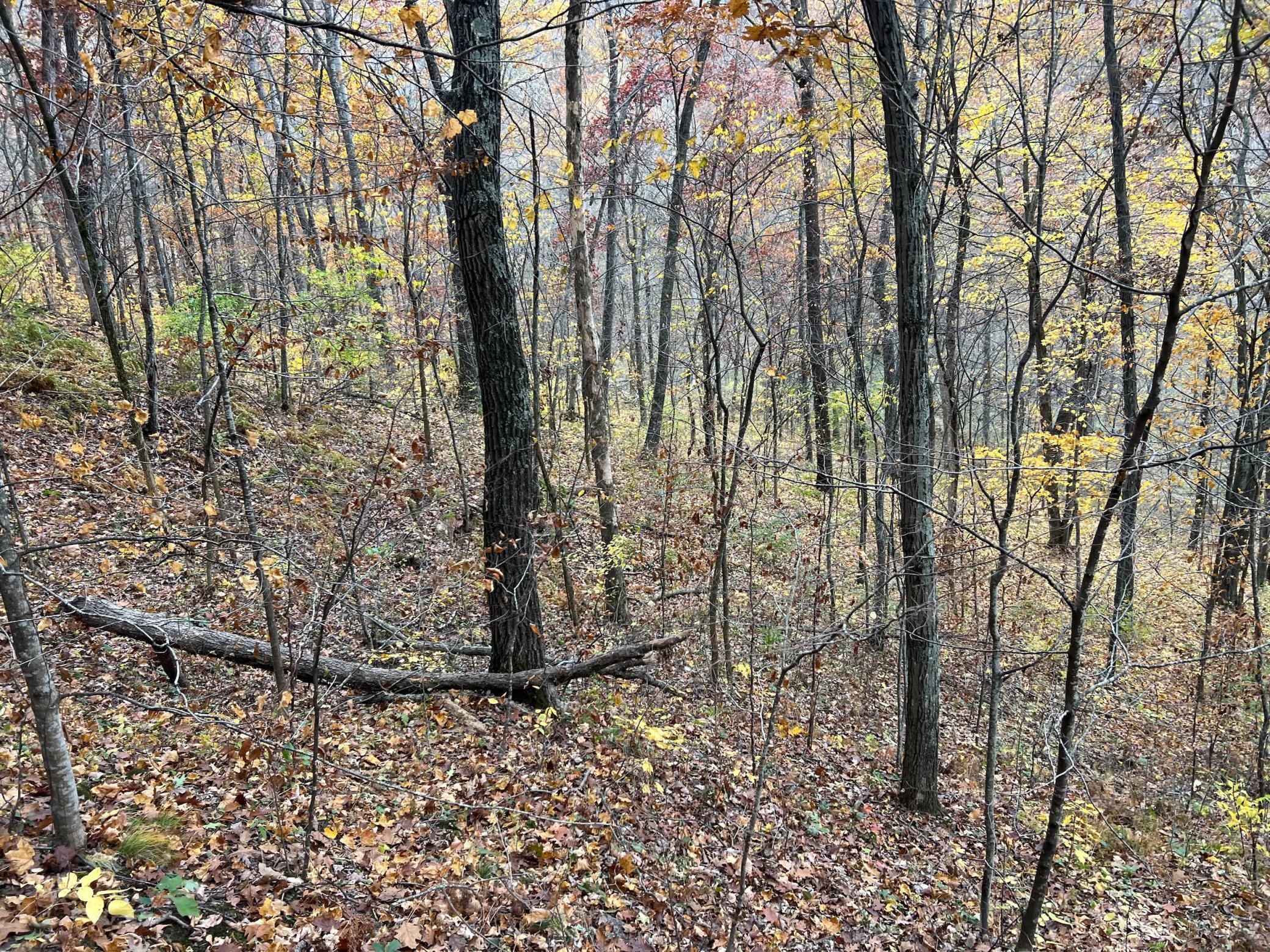 Xxx East Twin Ridge Road Houston, MN 55943 - Photo 69 of 94