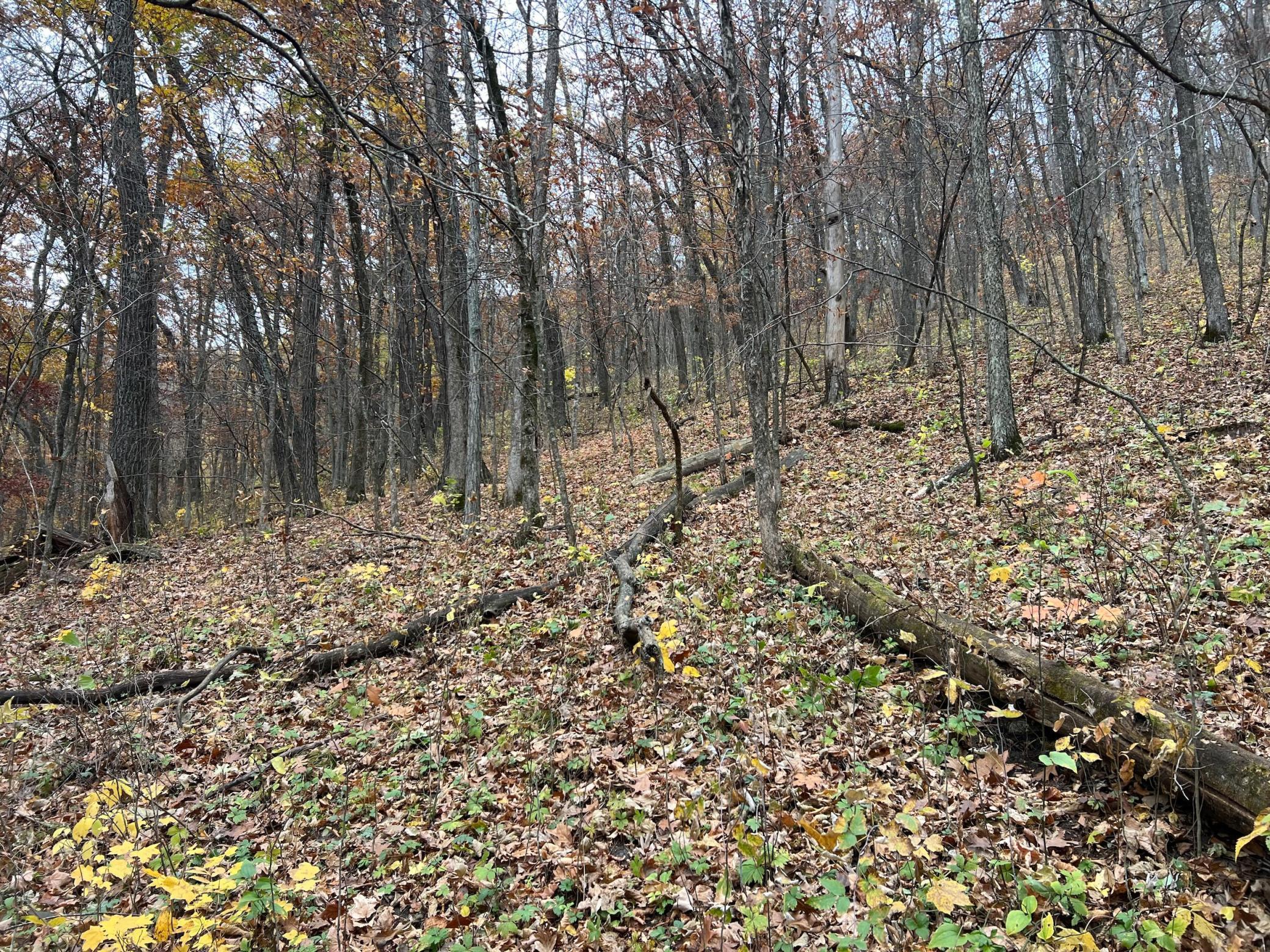 Xxx East Twin Ridge Road Houston, MN 55943 - Photo 70 of 94