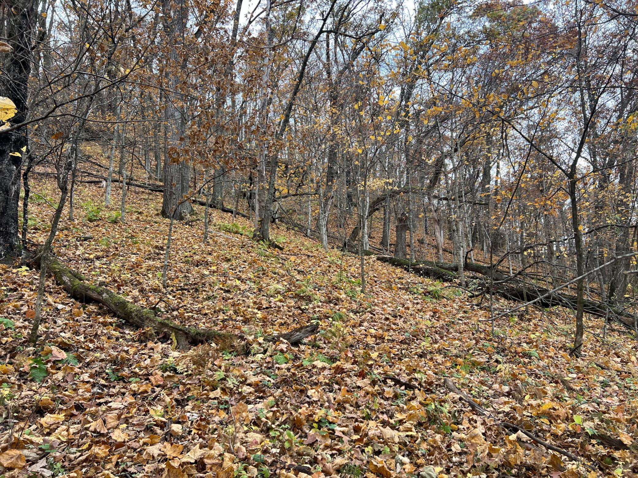 Xxx East Twin Ridge Road Houston, MN 55943 - Photo 75 of 94
