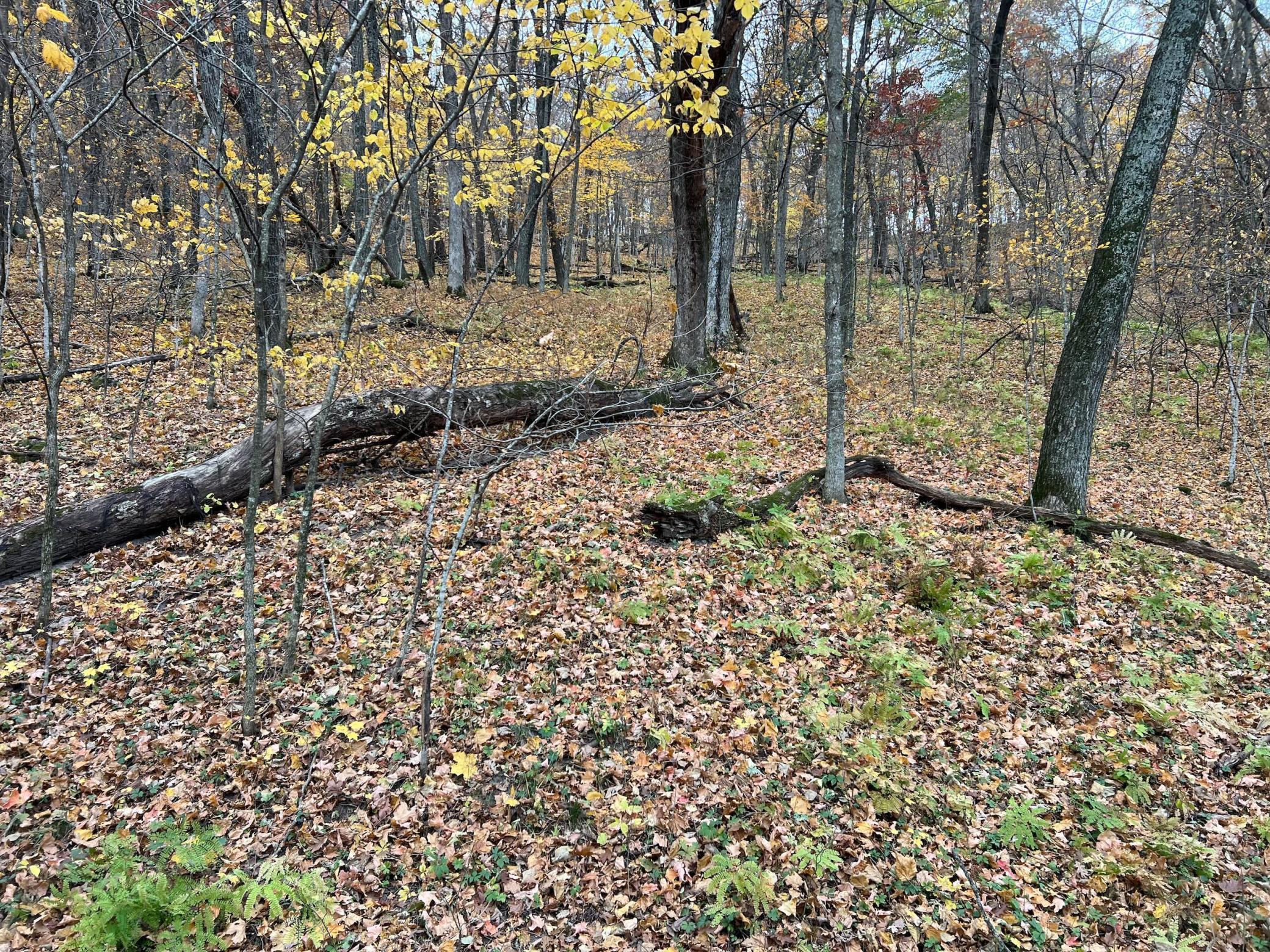 Xxx East Twin Ridge Road Houston, MN 55943 - Photo 79 of 94