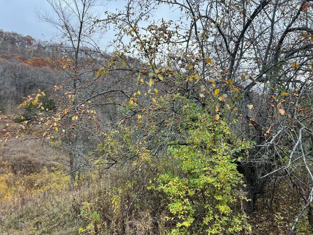 $1,099,000 | Xxx East Twin Ridge Road, Houston, MN 55943