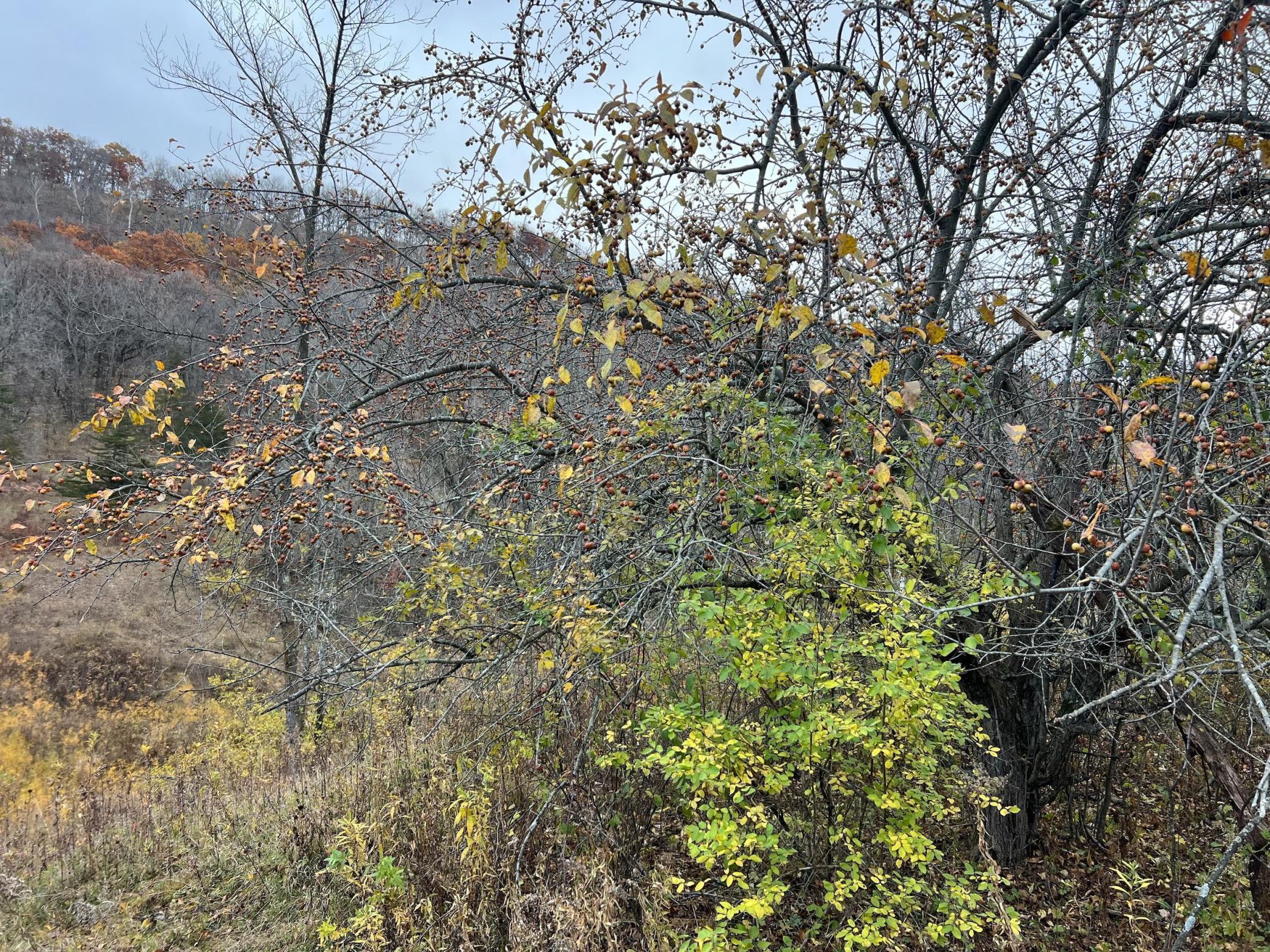 Xxx East Twin Ridge Road Houston, MN 55943 - Photo 80 of 94