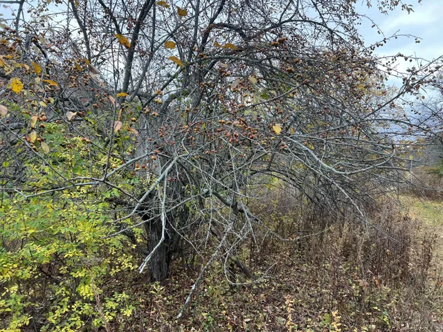 $1,099,000 | Xxx East Twin Ridge Road, Houston, MN 55943