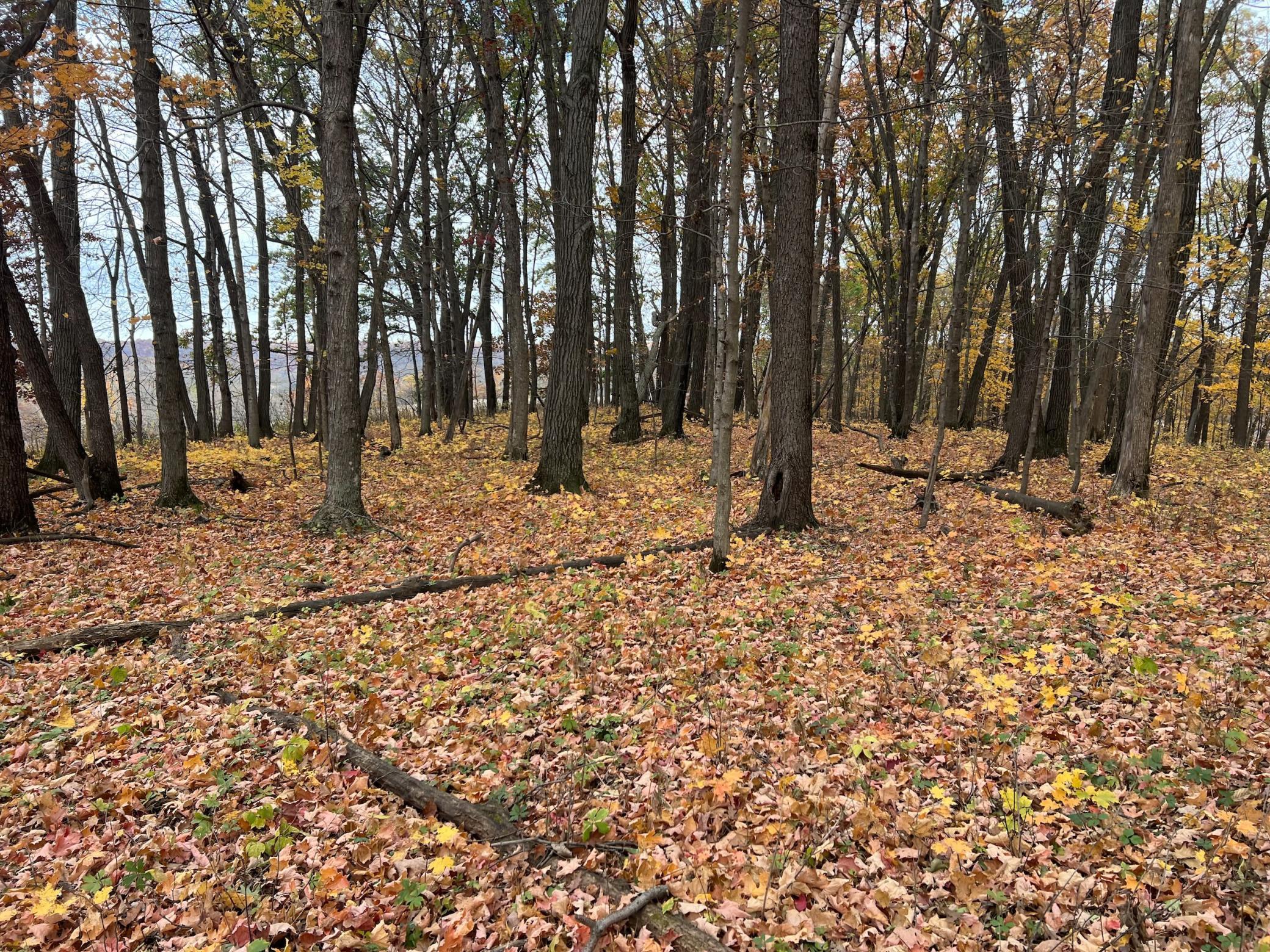 Xxx East Twin Ridge Road Houston, MN 55943 - Photo 85 of 94