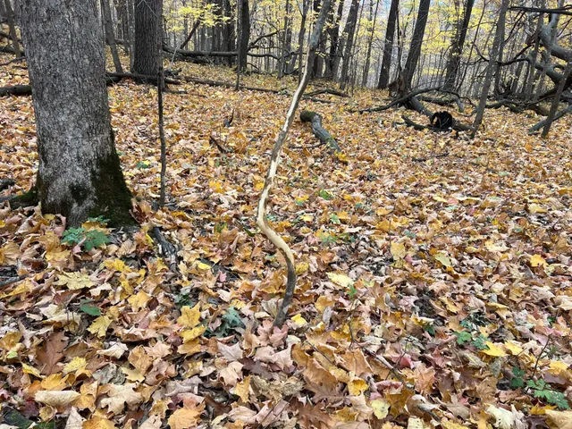 $1,099,000 | Xxx East Twin Ridge Road, Houston, MN 55943