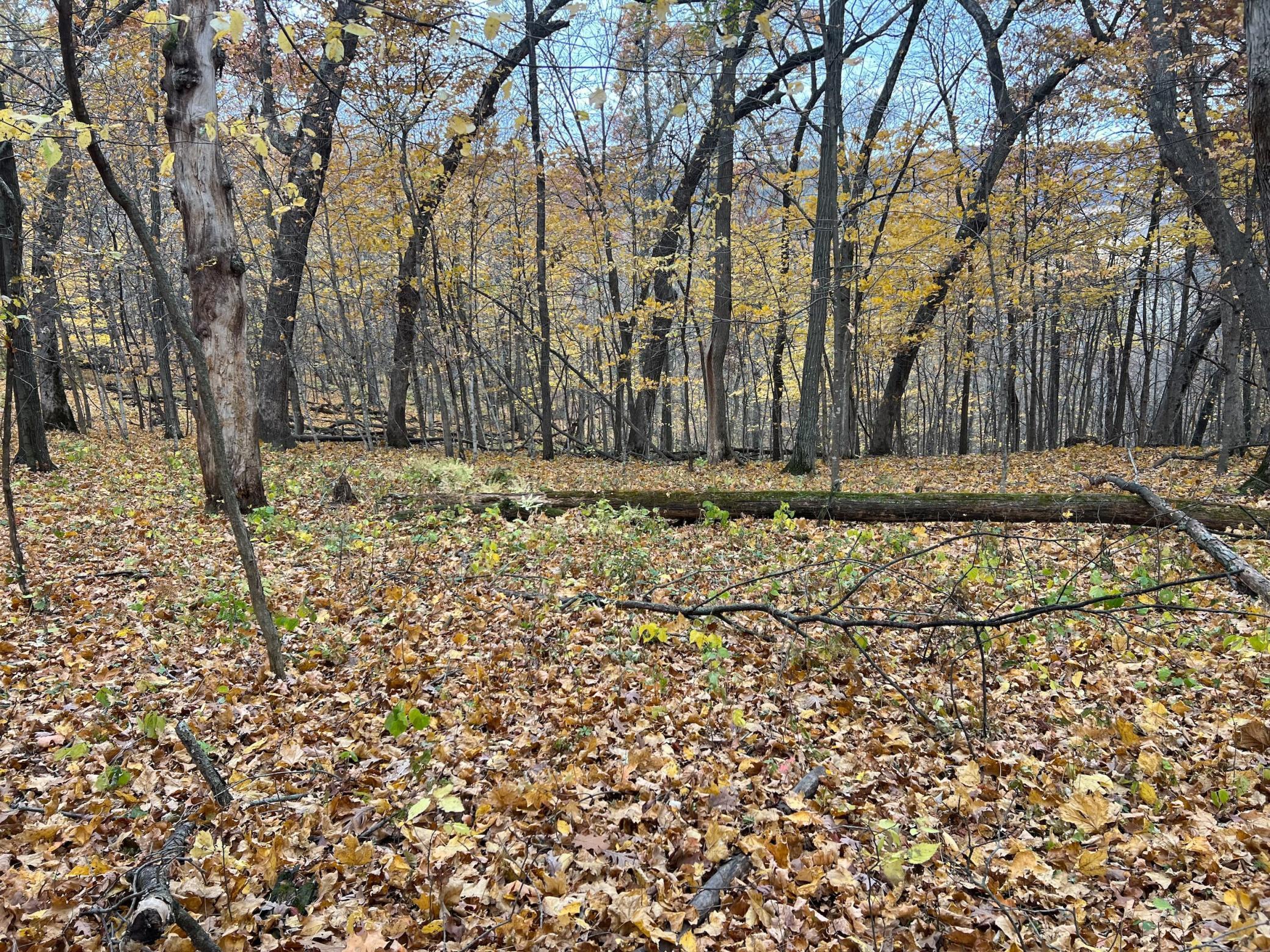 Xxx East Twin Ridge Road Houston, MN 55943 - Photo 88 of 94