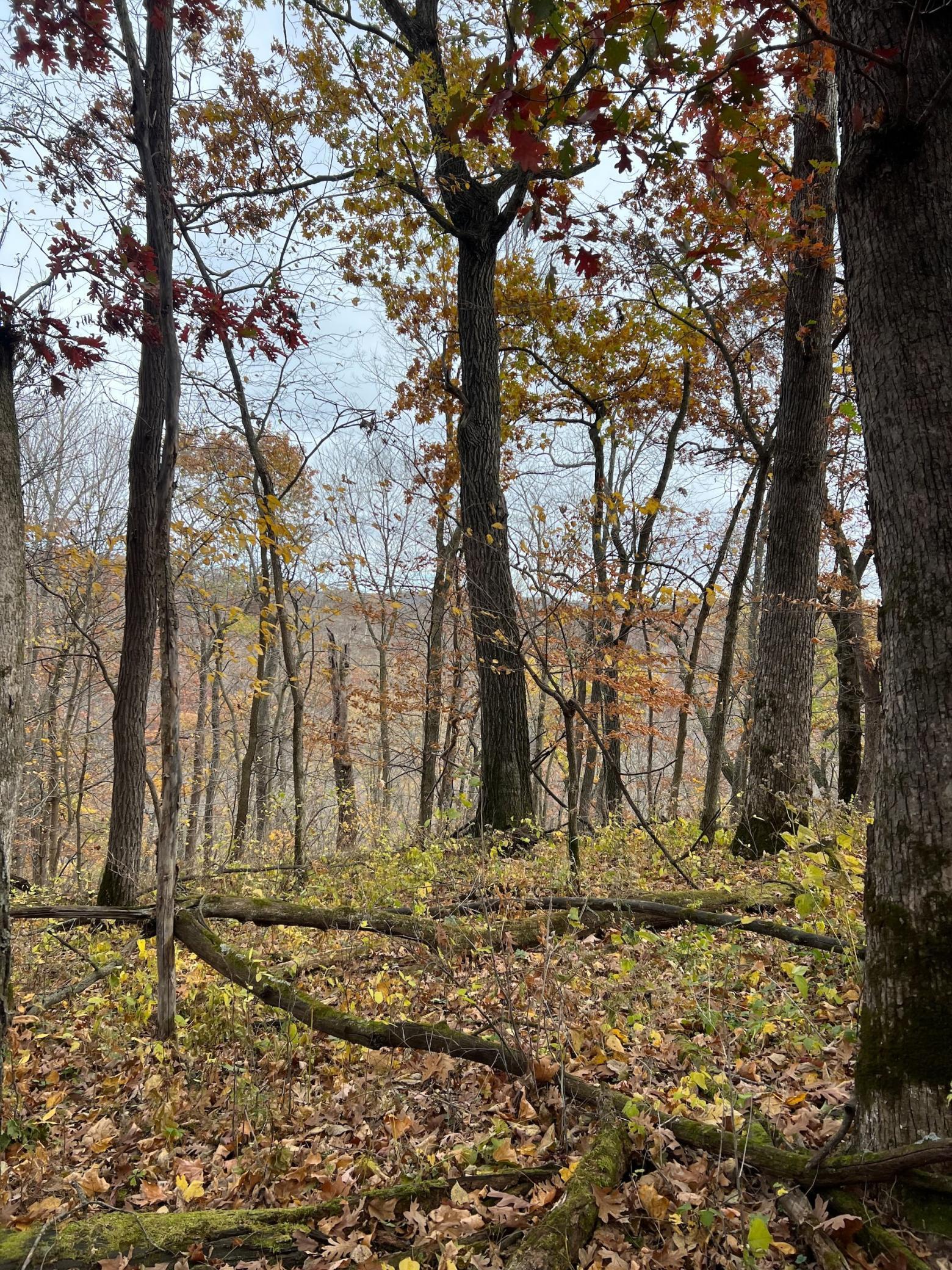 Xxx East Twin Ridge Road Houston, MN 55943 - Photo 90 of 94