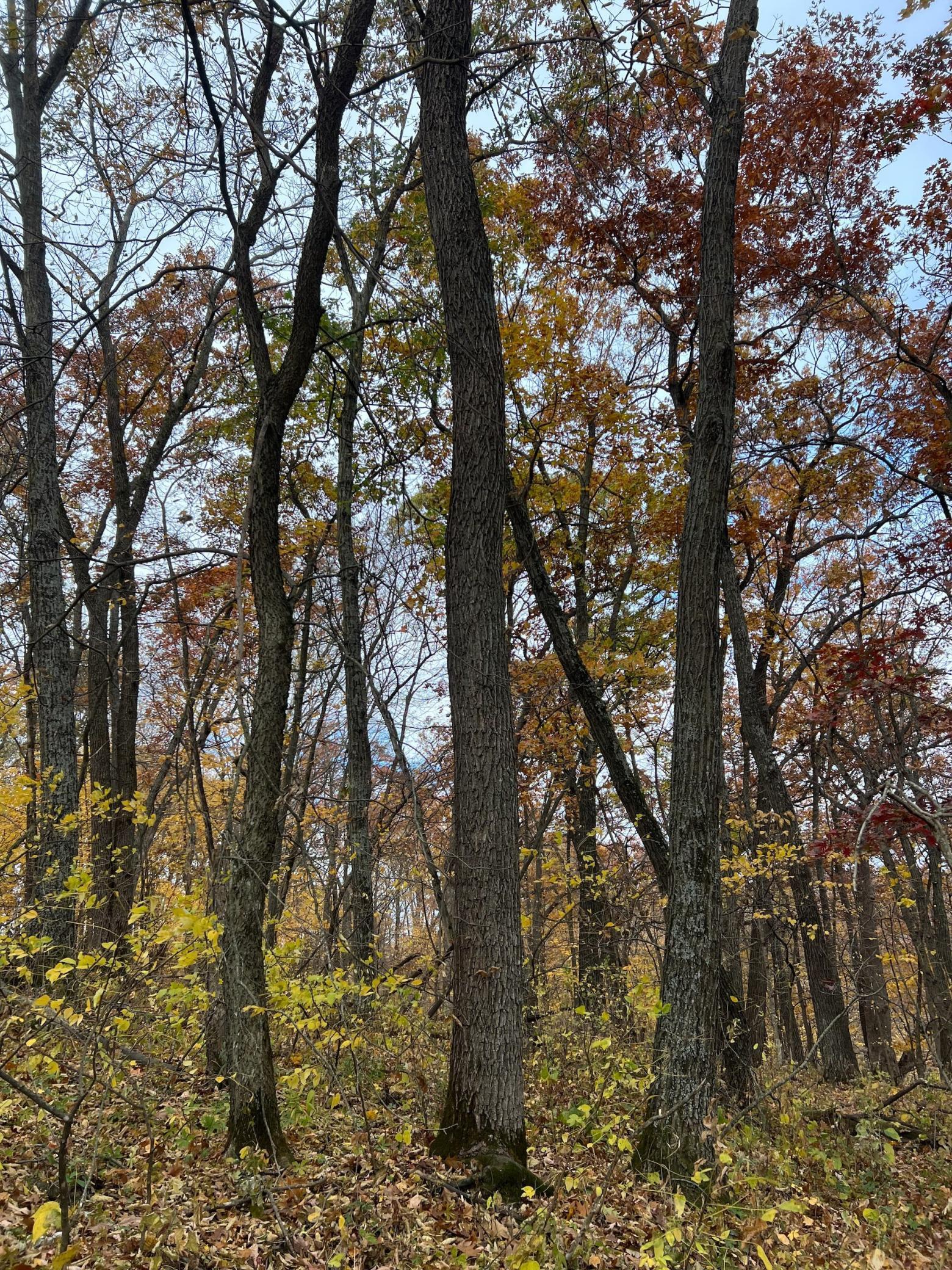 Xxx East Twin Ridge Road Houston, MN 55943 - Photo 91 of 94