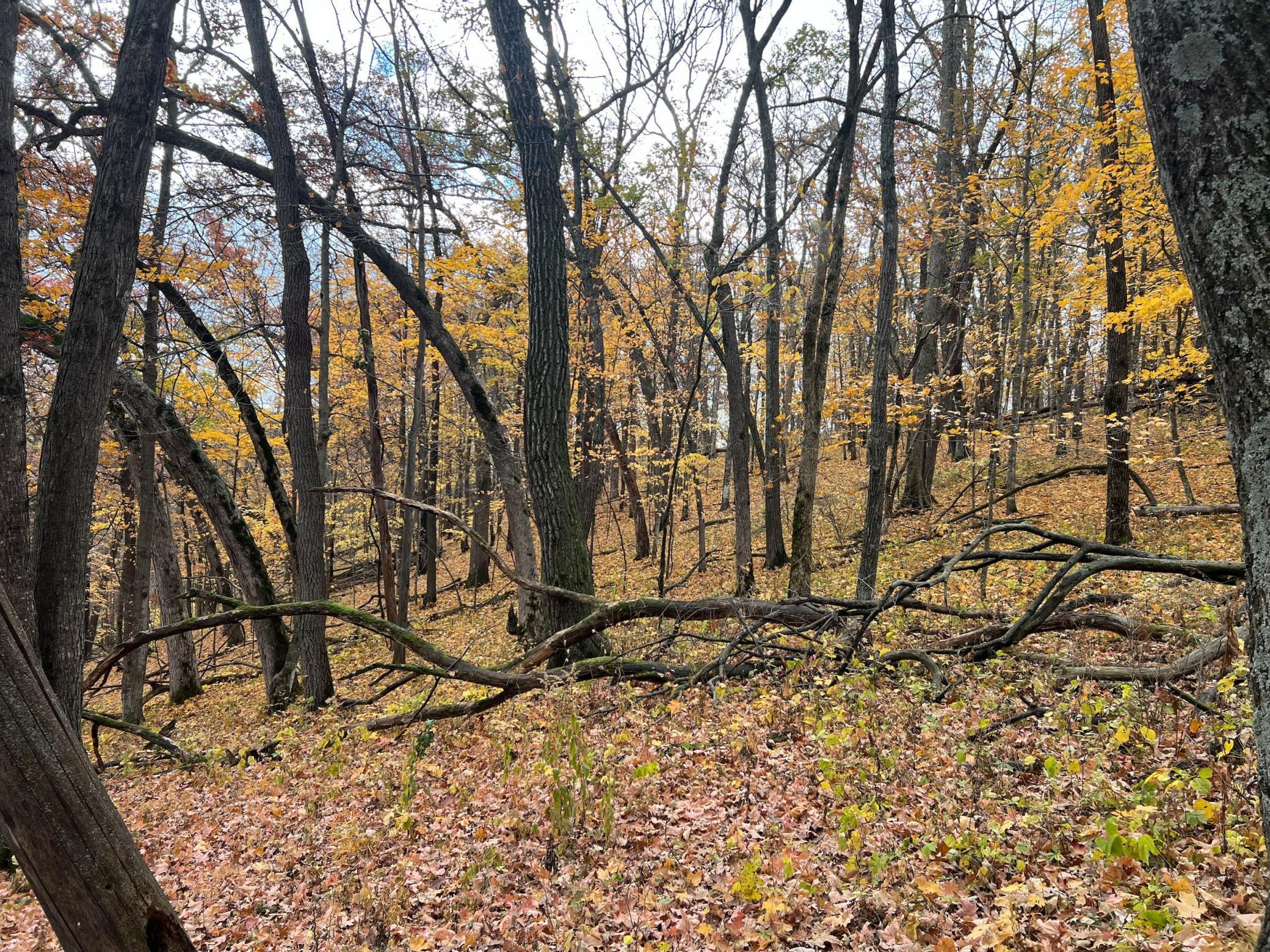 Xxx East Twin Ridge Road Houston, MN 55943 - Photo 92 of 94