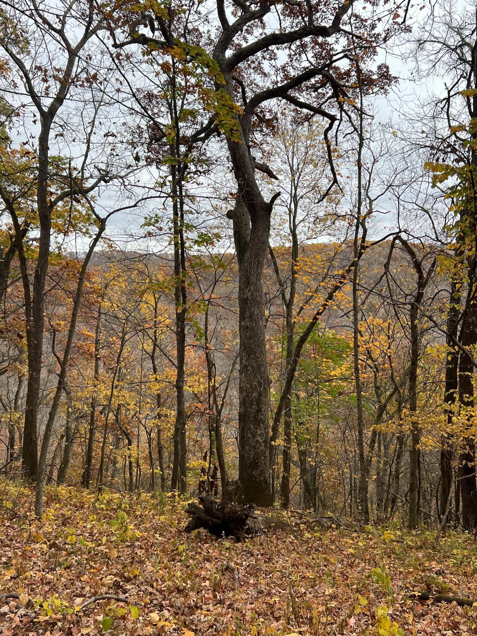 Xxx East Twin Ridge Road Houston, MN 55943 - Photo 94 of 94
