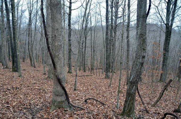 1709 Macedonia Road Irvine, KY 40336 - Photo 48 of 87 Need some old fashion exercise? It's ap