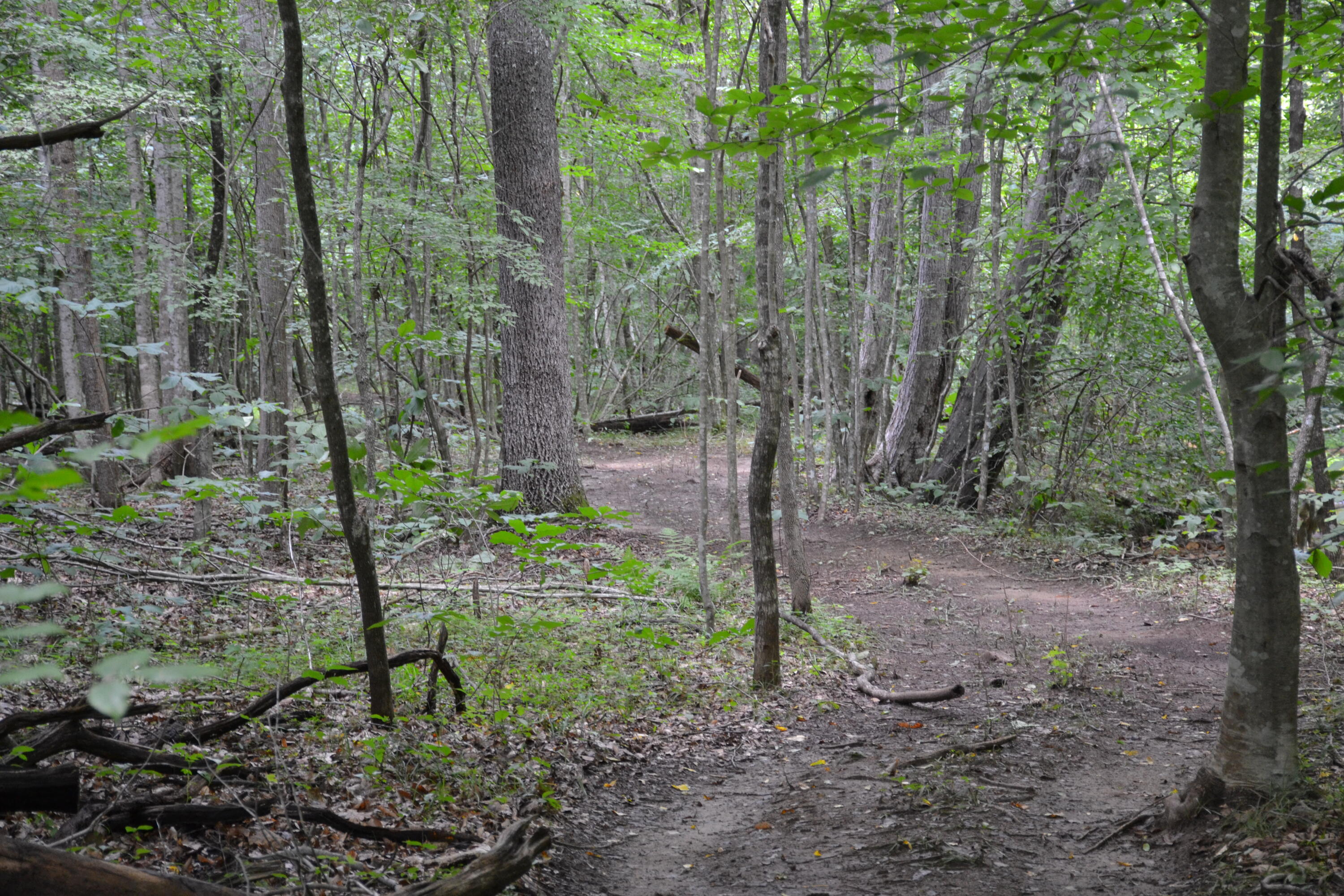 469 Tall Tree Road Wirtz, VA 24184 - Photo 42 of 53 DSC_0020